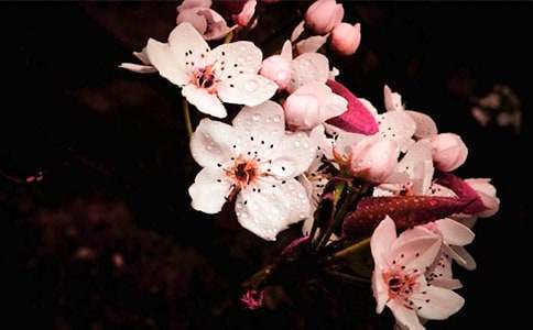 詩句精選:梨花的詩句