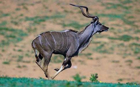 《羚羊木雕》讀后感18篇