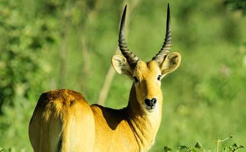 《藏羚羊的跪拜》讀后感