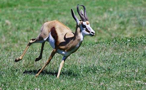 讀《羚羊木雕》有感12篇