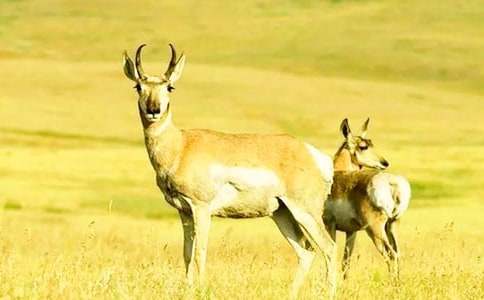 ���h����ҕ��