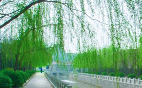 精選柳樹作文300字四篇