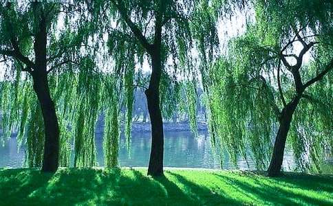 紅柳樹的悲劇作文