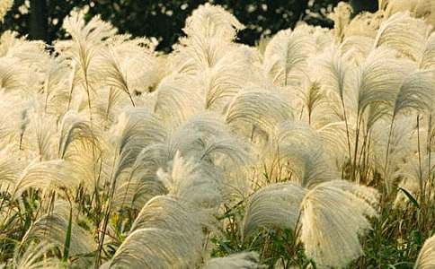 關(guān)于蘆葦作文