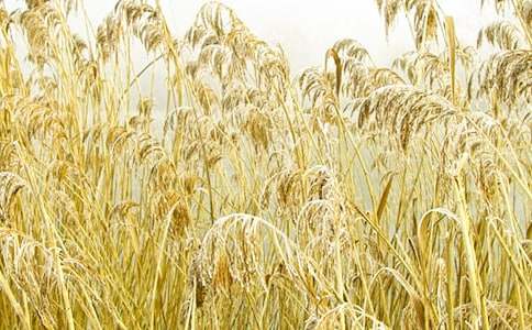 以蘆葦為題作文800字范文(精選23篇)