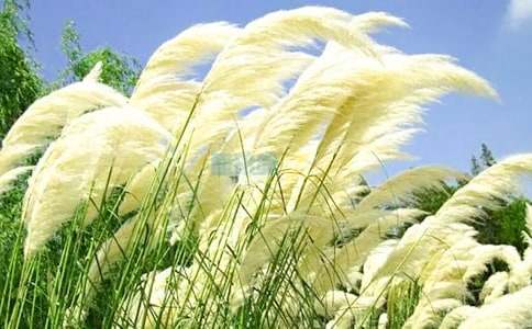 ���l���JȔ�̌W���