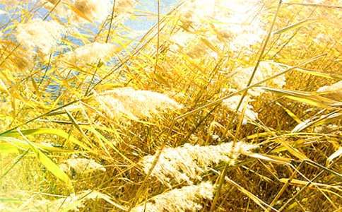 ���P(gu��n)�JȔ?sh��)����?00��4ƪ