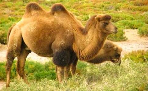 找駱駝教學(xué)設(shè)計(jì)【熱門(mén)】