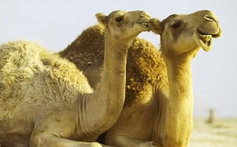 《找駱駝》課后反思