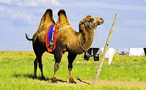 《駱駝和羊》教學設計