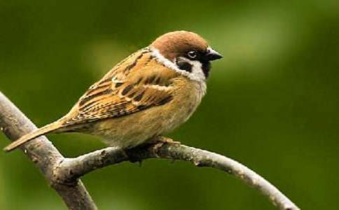 《麻雀》評課稿