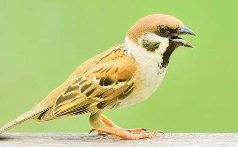 ����ȸ���u�n�壨��(y��u)��