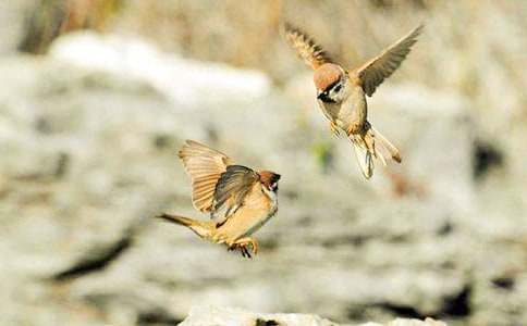 (推薦)麻雀的評課稿7篇