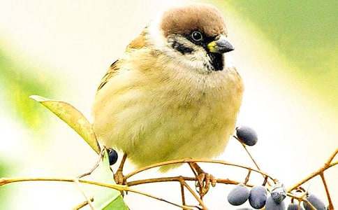 ���g���f���£���ȸ���