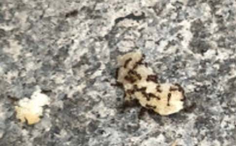 Λρ�������܌W(xu��)��С�W(xu��)����