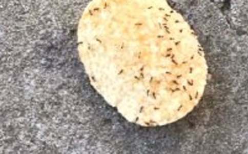 �ɐ�(��i)��СΛρ?zh��n)��?/></p>
<h2>�ɐ�(��i)��СΛρ?zh��n)��?</h2>
<p>������������糿���������ˎׂ�(g��)���ף�������һ��(g��)����Ժ�������������������Щ���������ڵ��ϣ���һ��(hu��)�����Ё�(l��i)��СΛρ������һֻ��Ѹ�ف�(l��i)�������ԣ�ֻҊ(ji��n)���ü�(x��)С��ǰ������������Ȼ���D(zhu��n)����ȥ�ˡ������е���֕r(sh��)����ֻΛρ�ֳ��F(xi��n)�ˣ�����߀����һ�L(zh��ng)��Λρ��ԭ��(l��i)���ǻ�ȥ�б�ȥ�ˡ������еİ����е�.���е���������[���������ø��d��Ȼ�����(sh��)���f(shu��)�^(gu��)Λρ�����X(ju��)���`�����@����Ć����ҁ�(l��i)ԇԇ����</p><p>���������ҏĳ�����ó�һ��(g��)�l(w��i)������Λρ�܇���(hu��)��һ��(g��)�L(zh��ng)���εĿ�����Λρ�����������棬�@�r(sh��)һֻΛρ������������(l��i)���׾�������ͻȻ�����G�������ʳ���ݰ׾����D(zhu��n)��(d��ng)�����|�ǲ�ͣ��?c��i)[��(d��ng)����һ��(hu��)���_��׾����˻�����?z��ng)_�������ڻ�����������ʲôΣ�U(xi��n)���@���@��ʧ����</p><p>�����^(gu��)��һ��(hu��)����Ȧ���Λρ���o������(l��i)���Ų���·����_���؇����ɽY(ji��)������ͬ���_���׾��������y�Ě�ζ�s�؁�(l��i)����Ȧ��F(tu��n)�F(tu��n)�D(zhu��n)�����r(sh��)�����|�ǻ�����ײ�����f��ʲô��Ϣ��</p><p>�������^(gu��)��һ��(hu��)������֪���l(w��i)����Ě�ζ�]�l(f��)�ˣ�߀����ֻ��Λρ��(zh��n)�����Ҡ�������ֻҊ(ji��n)���_���׾��������](m��i)�з����ٶȣ�����һ�ښ�_����������,�����ΛρҲ�S����Λρ�ľ�·�_�˳�ȥ��</p><p>������ô�ɐ�(��i)��С���`�������а���ٝ�@�������������y���¸ҵ�ȥ�挦(du��)����Kȡ���˄������҂�?c��)ڌW(xu��)��(x��)�в�Ҳ��(y��ng)ԓ�����@�N����᣿</p><h2>�ɐ�(��i)��СΛρ?zh��n)��?</h2>
<p>�������Ҽ�Ժ�������Һܶ�Λρ�����ҷǳ�ϲ�g�@ЩΛρ�����СΛρ����?y��n)���ϲ�g�����ǷN�ѐ�(��i)�����������ľ�����</p><p>������һ�����������棬�l(f��)�F(xi��n)һƬ�Ʋ��~����һ�l�����x(ch��ng)���ҾͰѴ����x(ch��ng)�A����(l��i)���ŵ�СΛρ�ļ��T(m��n)����Ȼ���ߵ�һ���^�������룺�@�ؿ��С��Ñ򡱿���������(l��i)Ѳ߉��СΛρ�l(f��)�F(xi��n)�@�l�����x(ch��ng)�����·𿴵�����ζ���ȵ���ͣ��Ķ�������ˮ��������СΛρ���¸ҵē���ȥ���������Ǐ�(qi��ng)��������С�Q�������ĊAס�����x(ch��ng)�������������ģ������x(ch��ng)�l(f��)�F(xi��n)��һ��(g��)��������ֻСΛρ��ˤ����(l��i)������������һ��(hu��)����һ�NСΛρȥ֪ͨ������СΛρ����һֻСΛρȥ���������x(ch��ng)��Ŀ���Ǟ�������ӕr(sh��)�g���ゃ֪������СΛρ���fӍϢ�ķ����Ƿǳ���Ȥ����������������ǘ��f(shu��)Ԓ���������|�ǂ��fӍϢ�ġ�СΛρֻҪ����һֻΛρ���|��һ�����Ϳ��԰�ӍϢ���o��(du��)��������ֻСΛρȥ�������'СΛρ����һ��(hu��)�������x(ch��ng)�ͱ��s��(l��i)��Λρ܊�(du��)�F(tu��n)�F(tu��n)��ס�ˡ��ɴ����x(ch��ng)߀���Ó�������ý^�з���(l��i)��ȥ����������(m��ng)���](m��i)���뵽���Լ�Խ���@�Ӿ�Խ��ù��ˤ�µ�Λρ��(g��)��(g��)������ŭ����һ�����ӊAס�����x(ch��ng)����һ��(hu��)�����x(ch��ng)�̈́�(d��ng)����������СΛρ�߸��d�d�ı�������͡��ؼ��ˡ�</p><p>�����F(tu��n)�Y(ji��)�ѐ�(��i)��߀���A(y��)��(b��o)����أ� һ������׽��һֻ���죬���ͽoΛρ��(d��ng)�c(di��n)�ĳ������ߵ�СΛρ�ļ��T(m��n)���l(f��)�F(xi��n)СΛρ����(g��)��������ļҰᣬ�@����ô�������y��Ҫ�����ˆ�����(du��)�������� (t��ng)�e���f(shu��)�^(gu��)��Λρ��Ҿ���Ҫ�����ˡ�ѽ���Ҽ�����߀�����|���أ���æ�ܻ�ȥ�і|��һ�����](m��i)һ��(hu��)��������������(l��i)��СΛρ������A(y��)��(b��o)�����(zh��n)����</p><p>�����@ô�ɐ�(��i)����ϲ�gСΛρ��</p><h2>�ɐ�(��i)��СΛρ?zh��n)��?</h2>
<p>����СΛρ��һȺ�ɐ�(��i)��С���`��ÿ����^(gu��)������Ҷ�ȥ�����^��Λρ�������˷Ŵ��R�����ˎ׉K��ܵ���������ɷֳɺÎ�С�������ڵ������ȴ��^��r(sh��)�C(j��)��</p><p>�����^(gu��)��һ��(hu��)�����^��r(sh��)�C(j��)�K�ځ�(l��i)��������Ȼ�o(w��)���ó��Ŵ��R���м�(x��)�^�������Ұl(f��)�F(xi��n)��Λρ������(ji��)���w���_�L(zh��ng)�ڵڶ���(ji��)���w�����^���ģ�����L(zh��ng)���A�ӣ��^��߀��һ��(du��)�|������</p><p>�����ƣ��@ЩΛρ?zh��n)߻���ħ�Ƶ؛_���ҷ��ڵ��ϵ������һȺ���ɲ������Ѹ�ټ��Y(ji��)�������������������󿸿�����������������Ǽy�z����(d��ng)�����������l(f��)��������ֻΛρ���ܿ��D(zhu��n)��ȥ��������Λρ���|�ǣ��������f(shu��)��ǰ����ʳ�������ȥ֪ͨ��ҁ�(l��i)��ɣ���Ȼ����һ��ȺΛρ����������(l��i)�������ڶ���(x��)��`���й�(ji��)��������^(gu��)��(l��i)����������ġ����Q�ӡ���ס���̧��̧���Ƶ��������Ŀ�������������������ǰ�Ƅ�(d��ng)��һ���ɲ����������K�ڰ�ɰ��M(j��n)�˶��</p><p>����СΛρ�����X(ju��)Ҳ�Ƿǳ����`���������xΛρ����10�ף�15�ף�20�׵ĵط����Է���һ�K���Ȼ�����x�ǉK�15�׵ĵط��ַ���һ�Kɣ�20�׺��ַ���һ�K�����[���Ժ�һȺΛρ���������^(gu��)��(l��i)�������ӿ����R�Ĳ�����һ�����ҵĵ�һ�Kɡ��M(j��n)܊�����^(gu��)��һ�ɷ��Λρ�������M������ں�����������Λρ�o�����һ����ɫ���¡��h(yu��n)�h(yu��n)��ȥ����һ����(hu��)�Ԟ��ǈF(tu��n)�ںڵ���һ�K�K�|�������M(j��n)�Űl(f��)�F(xi��n)��ԭ��(l��i)��һ��Λρ�����ҵ����ͻȻ��Λρ�������յ���̖(h��o)����Ѹ�ٱ����ҵĵڶ��Kɣ��������������ǘ��ӄe���ɐ�(��i)���������������֛_�����ҵĵ����Kɡ���</p><p>�����@���^��׌�Ҵ��_(k��i)�۽������ڄڵİ��\(y��n)�����o����������̵�ӡ���������@�N�������y���F(tu��n)�Y(ji��)�f(xi��)���͈�(ji��n)�ֲ�и�ľ�������׌������o(w��)�F��</p><h2>�ɐ�(��i)��СΛρ?zh��n)��?</h2>
<p>������һ�����Һ͋���һ��ȥ�|��ɽ���@�������@���L(f��ng)����Ȼ��ô��������ô��������</p><p>�����҂��ߵ��݅�������Ȼ�l(f��)�F(xi��n)������һȺ�ɐ�(��i)��СΛρ����(l��i)��(l��i)������æµ���ҏ������м�(x��)���˿���Ŷ��ԭ��(l��i)��Λρ�ڰᡰ��ζ���ȡ�ֻҊ(ji��n)�@Ⱥ��ɫ��Λρ��Ⱥ�Y(ji��)�(du��)�İ��\(y��n)ʳ����߀��ʮ��ֻ��С��Λρ��ͬ����������������Ƅ�(d��ng)����Щ��(qi��ng)�ѵ�Λρ�L(zh��ng)����ɫ�ģ��ּ�(x��)���L(zh��ng)����֫������(l��i)�؄e���������еā�(l��i)�؎�·���е�݆�����Q�������߀�е��ƺ���ָ�]��������?c��)ڶ����������N���ӵĄ�(d��ng)�����j(lu��)�[���^���������R�Ĳ����M(j��n)�M(j��n)�������@�r(sh��)����ס����һ��(d��ng)����(d��ng)���������������ҵ�������һֱ��ĬĬ�Ğ�СΛρ����������^(gu��)��ʮ�׷�犣�Λρ���R�ąf(xi��)���ѡ���ζ������ˡ��ҡ����Ҳ����Ї@���������˶����������</p><p>�����ڻؼҵĕr(sh��)�����ֺ�����ܵ���Λρ��ǰ��ѽ���Ұl(f��)�F(xi��n)�������_(k��i)ʼæµ����ֻҊ(ji��n)����?n��i)����Ⱥ���ڶ��ڶ���һ��С�����@����ô��������Ŷ���������ˡ�ʮ�f(w��n)��(g��)��ʲô���Ǳ���(sh��)�￴����.һ��Ԓ��Λρ���Ը��X(ju��)������׃����һ���Ҫ����r(sh��)�����͕�(hu��)�ڶ��ڶ���С�������Է���ˮ�M(j��n)�붴��](m��i)�뵽�ɐ�(��i)��СΛρ߀�ǡ�����A(y��)��(b��o)�T���������Bæ�����������֣��ӿ��_�������s����Ȼ�](m��i)�^(gu��)��þ����������(l��i)��</p><p>��������һȺ�ɐ�(��i)������СΛρ����</p><h2>�ɐ�(��i)��СΛρ?zh��n)��?</h2>
<p>�����ŌW(xu��)�ؼ����ҁ�(l��i)��Λρ�Ķ�Ѩ߅���BһֻΛρ��Ӱ��Ҳ�](m��i)��Ҋ(ji��n)������Щʧ�����Ұ��_(k��i)��Ѩ���������o(w��)��(sh��)ֻΛρ�Ҵ��ܳ���(l��i)����̎�y�Z����ץ�˃�ֻΛρ���M(j��n)ƿ�������÷Ŵ��R�^��СΛρ��</p><p>����СΛρ��ɐ�(��i)���㿴�������^���ء�������(g��)���ֽM�����A�A������һ�wС֥�顣�^�ϵ��|����һ��(du��)�Q�ӡ�����l(f��)�F(xi��n)ʳ�����̎��������(l��i)���f��Ϣ���������۾�����w�t��ʯǶ���^�ϡ��ںڵ����������w֥��M�ɵ����е�Λρ���Sɫ�����������V���Ǖr(sh��)ĸ����ÿ�^(gu��)�ɂ�(g��)�£��͕�(hu��)�a(ch��n)����</p><p>����СΛρ����ʳ�ˡ��Ґ�(��i)Λρ�Ķ�Ѩ߅���ˎ��������һֱΛρ���������ζ���D(zhu��n)�����^�����Q���ǵ����ҧס�������y�z����(d��ng)�������^�ص����������|�������������`��ֻΛρ����һĘ���˰낀(g��)С�r(sh��)����Щ���͟������^(gu��)��һ��(hu��)����һ��ȺΛρ������(zh��n)�Ĵ��(du��)���R�ďĄ�(d��ng)������(l��i)��Ѹ�ٵā�(l��i)���ҷ������?zh��)���ֻ�?ji��n)�����R�ąf(xi��)���Ѵ���̧�ߡ������ҿɐ�(��i)��С�һ��Q���˴�Ĵָ������Λρ�Ķ���߅����һƬ�ײ��~��СΛρ?zh��n)��^(gu��)��(l��i)�������D(zhu��n)�������ˣ��ҿ���һ��(g��)��С�r(sh��)���BһֻΛρҲ�](m��i)������ԭ��(l��i)СΛρ����(��i)����ˡ�</p><p>����Λρ��סլ���v��������ϲ�g��סլ������ܛ���������СС�Ŀp϶��������](m��i)ʲô���A�Ҿ��������ܹ⻬���l(w��i)����Λρ�󲿷�ȫ��ρ����ρ���ǰ�ɫ�ģ���һ�����������֪��СΛρ����ô��ֳ�����</p><p>����СΛρ��Щ׌��ӑ�������Ҫ�������������͕�(hu��)����δ�����ă�Ů���ᵽ�Լ����¼�����СΛρ����һ��(g��)�A(y��)��(b��o)���ĺ�������</p><p>������ϲ�gСΛρ���ǷN�F(tu��n)�Y(ji��)�����ľ�����������(d��ng)������</p><h2>�ɐ�(��i)��СΛρ?zh��n)��?</h2>
<p>����һ�����ϣ��������(y��ng)�_(t��i)׽����ֻΛρ���������������Ϻ�������ˎ׸��ݷ����������ҿ�Ҋ(ji��n)�ˣ����J(r��n)����^������(l��i)��</p><p>�����@��ֻΛρ�L(zh��ng)���ִ���������(g��)��(g��)���폊(qi��ng)�w�ѡ��������^����ɫ���������Ǻ�ɫ����������(l��i)��O�ˣ���ͬ����Ƶ����Ҳ£���ֻ���Ŀ�����Λρ����(gu��)�Ĵ�����������?c��)ں��������?l��i)��ȥ���ƺ���(du��)�@�ӵĭh(hu��n)���ܲ��M����Ҳ�S��������(��i)�Բݰ������s�o�ÿ��ӊA��һ�l���ӷ۷��ں������g���^����Λρ�Ą�(d��ng)�o���^(gu��)��һ��(hu��)����һֻΛρ�l(f��)�F(xi��n)���@�l�ӷۣ����d�������㵸�������������Լ���'�۾�������ǰ��Ȼ��һ����Сɽ��ʳ����������һ�c(di��n)��������մ�M�͵������ĝM������x�_(k��i)�����ڻ�ȥ��·�������l(f��)�F(xi��n)��ͬ����߅���|��������(du��)�����|�ǣ��������f(shu��)����������������������߅�l(f��)�F(xi��n)�˳����ʳ���������������ȥ�L�L��������ֻΛρ (t��ng)���@��Ԓ����ˮ��������(l��i)�������w��ر�������(l��i)���ҵ����ǂ�(g��)�ط�������ڴ�ڡ����������@��ʳ��(l��i)���Ҽ{���O�������룺�@��ֻΛρ�l(f��)�F(xi��n)��ʳ������ʲô��ȥ֪ͨ��һֻΛρ�����y������?y��n)������Ҳ���СΛρ���@�r(sh��)���������^(gu��)��(l��i)���f(shu��)������������������׽Λρ�r(sh��)Ū����һֻ��������ֻΛρ������������������Λρ�Ě�ζ���ǃ�ֻΛρ�����@��ζ���Ԟ�����������Ҳ�Ͳ������ˡ��� (t��ng)�ˋ�����Ԓ�����B�B�c(di��n)�^��</p><p>����ͨ�^(gu��)�@���^�죬������ֻҪ������߅���������͕�(hu��)�����ի@��</p><h2>�ɐ�(��i)��СΛρ?zh��n)��?</h2>
<p>�����������������e��(l��i)�o(w��)������С�^(q��)�漢(d��)���^����СΛρ��(l��i)��</p><p>��������һ��(g��)Ƨ�o�ĵط�����(l��i)��ֻҊ(ji��n)СΛρ��?c��)�ˮ����������?l��i)��ȥ���е�߀��̎�J��(l��i)�Jȥ���ƺ����o(w��)Ŀ�ġ������Ҟ��������О�е���Ц֮�H���Ұl(f��)�F(xi��n)���h(yu��n)̎������ֻΛρ�����������|������������Մ�Ƶġ�һ��(hu��)���������ִҴ���ǰ�s·������Ҫȥ���ʲô�΄�(w��)�Ƶ����қQ��׷�S����?n��i)���һ���?/p><p>������(j��ng)�^(gu��)���L(zh��ng);���桱��������(l��i)��һЩʣ���^ʣ�������g���ǃ��ۼ���һȺΛρ������������һС�K���������ߡ������ǎ�ֻСΛρҲ�ܿ������@���\(y��n)�Z���(du��)���������(du��)��ƺ�ʎʎ���ǳ����^���K���������������ˡ����Ƕ���̫С����ǰ��'ʳ��̫��Ȼ���������o(w��)���\(y��n)�M(j��n)ȥ�����������ò����װ��\(y��n)����(l��i)����ζ�D(zhu��n)��(l��i)�D(zhu��n)ȥ���ƺ��ǳ��������������dȤ�ض��������������������ゃ?c��)�ô��Q�@��(g��)�y�}���^(gu��)��һ��(hu��)�����������־ہ�(l��i)һ��Λρ���������������������ϡ����üһ����������ھ͵������@�D��ζ��������@ȺС�һ�߀ͦ�`��ġ�</p><p>��������ǰ���ˎײ����ֶ���(l��i)���^�m(x��)�ь��µ�ΛρȺ�������Ұl(f��)�F(xi��n)��һ֧���\(y��n)��(d��ng)��܊������һ�K�����ʯ�K����һȺΛρ����֪ƣ����܁�(l��i)��ȥ�����룬��(du��)�����������@һ���ǂ�(g��)���e(cu��)���\(y��n)��(d��ng)��(ch��ng)��</p><p>����ʯ�K��߅��һֻ��С����ρ�������ҵ�Ŀ�⡣�����Ĳ�����Λρ��һ�������_Ҳ�������������^(gu��)�����������ڵش�����ʯ�p�݅��g�������������ƺ������p�������@ôС����ρ�����Ԫ�(d��)�ԡ���ɽ��ˮ���ˣ��Ҳ��������ʼ����Ҹ����߰��������������ƺ��ֲ���|�������ˣ��ڵ�̎�y�J�����^(gu��)����߀�Ǻ��˲������һ��(hu��)��������ҵ�һ��(g��)�����L(zh��ng)��������������ֻ��Λρ��Ҳ�S���f(shu��)��������?gu��)��ؼ�p����СΛρ�ؼ�������ҲҪ�ؼ������ғ]�]��������������x�_(k��i)���@Щ�ɐ�(��i)��С�һ</p><h2>�ɐ�(��i)��СΛρ?zh��n)��?</h2>
<p>����Λρ��һ�N��Ҷ���Ϥ��С���x(ch��ng)��ǰ����������һ�CΛρ�������Ҽ�СԺ��Ҍ�(du��)������M�˺�����</p><p>����СΛρ�ܿɐ�(��i)СС�����w���ڵðl(f��)�����������X�����L(zh��ng)��һ��(du��)����ϲ��(��i)���|����Ҫ��СΛρ�����������͕�(hu��)���@��(du��)�|�ǁ�(l��i)��Մ��</p><p>����Λρ��ʳ����ʮ���S�������������z�^����ɉK������ȥ��С��(d��ng)���ʬ�w����������ϲ�g�ԣ����@Щ�|���������ܺ����׵ľ��ҵ���</p><p>����Λρ���ڊ^��������絽����ͣ��æ��������ʳ�������ҵ���ʳ�ﶼ������(l��i)�ȴ��������.����(l��i)�����һֻΛρ�l(f��)�F(xi��n)��ʳ����Լ��ְ᲻��ȥ�����͕�(hu��)�ص��Ұ��Լ����ֵܽ��ö��ҁ�(l��i)�����㇊����ʳ���R�ąf(xi��)���İ��ȥ��</p><p>������һ��������Λρ����������һ�KС�z�^����һ��(hu��)���ͱ�һֻ����СΛρ�o�ҵ���������ͣ���@���@���z�^���D(zhu��n)��Ҳ�S�����^��ʲô��һ��(hu��)СΛρԇ�D��Ҫ���z�^��o������(l��i)��������������̫С�����Լ�ԇ�˺Î״�Ҳ�](m��i)�а�����(l��i)���������������˶��������ã�����һ��ȺΛρ�Ķ��в�����@����(l��i)��СΛρ����ǰ�^������ȺΛρ����ææ�������z�^���߁�(l��i)һգ�۵Ĺ������z�^��߅�Ͼ͇��M�˺ډ�����һȺСΛρ����������(l��i)��ȥ�������z�^����ȡ��һ�K���Լ���Îױ����z�^�����������һ��(g��)��һ��(g��)��СΛρ����ذ�һС�KһС�K���z�^���ͻض����һС��(hu��)��һ�K�z�^��ͱ���ɫ�ġ�����ʿ���o����˶��С�</p><p>����Λρ�������mȻС�����ǈF(tu��n)�Y(ji��)������ʹ����׃�Ï�(qi��ng)�����F(tu��n)�Y(ji��)������ʹ����׃���������F(tu��n)�Y(ji��)����������ʹ�������(d��ng)һֻ���Լ���ʮ�ױ��Ą�(d��ng)����</p><p>���������@СС��Λρ���һ�Ȼ�Ą�(d��ng)����ô����˼�h���������Ƕ�ô���B��(qi��ng)����ô�Ĉ�(ji��n)�ֲ�и�������F(tu��n)�Y(ji��)�ľ���ֵ���҂��W(xu��)��(x��)��</p><h2>�ɐ�(��i)��СΛρ?zh��n)��?</h2>
<p>�������ڹ��@�Ĳݵ��ϰl(f��)�F(xi��n)��һֻ�(du��)�����@֧�(du��)��M����һ�l����������С·���@��ʲô������ſ��ȥһ����Ŷ��ԭ��(l��i)��һֻΛρ��܊����������æµ�����������İ��ώ�׌�҂���Λρ�����̾�ץ��һֻ�b��ƿ���</p><p>����͸�^(gu��)ƿ�������м�(x��)���^�����Ұl(f��)�F(xi��n)��Λρ���۾��Ǻ��[�Σ� (t��ng)�ώ��f(shu��)߀�Ǐ�(f��)������Λρ���w�������֣��^�����ز�����������������(g��)С������������ֻ�_����(x��)�þ����^һ����������·��(l��i)�s�ܿ����еĕr(sh��)����߀��(hu��)�Ã�ֻ�_ȥ�������ăɸ��|�����ͺ����ڽo�Լ����^һ�ӡ�</p><p>�������n�����ώ�׌ÿ��(g��)С�M��Λρ�ŵ�ͬһ��(g��)����ȥ�^�����Ұl(f��)�F(xi��n)��һ��(g��)��Ȥ�ĬF(xi��n)�󣬃ɂ�(g��)��ͬ�M��Λρ��Ȼ��(hu��)�����������ܵĕr(sh��)�򣬃ɂ�(g��)�|�ǻ���m�p��һ������������Ҵ������·���ˤ�ӡ�������һֻΛρ�ѽ�(j��ng)ſ��������һֻΛρ���ϣ�������һֻΛρҲ����ʾ�������^���ص�����������ֻҊ(ji��n)һ��(hu��)����Λρռ���L(f��ng)��һ��(hu��)��СΛρռ���L(f��ng)������ò����_(k��i)���������(d��n)��������(hu��)�܂������(l��i)��������������˾͸����˳�����</p><p>���������@�Ǟ�ʲô�������(l��i)�ώ����V�҂�����?y��n)�ÿһ�C��Λρ����(hu��)�в�ͬ�Ě�ζ����(d��ng)���������r(sh��)�������ᵽ�˴����ϵĚ�ζ����������Լ�ͬһ�C��.Λρ���͕�(hu��)��?q��)����l(f��)������(zh��n)���@�r(sh��)�������·����f(shu��)�����@���ҵĸC����������������X(ju��)���ǲ��Ǻ���Ȥ��</p><p>�������ܸ�ʲô��ֻҪҪ�J(r��n)���м�(x��)�^�죬���ܰl(f��)�F(xi��n)һЩ��Ȥ�ĬF(xi��n)����</p><div   id=