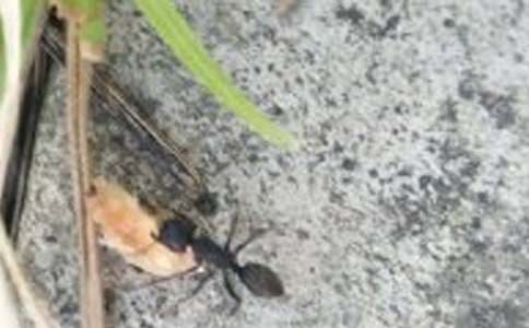 �F(tu��n)�Y(ji��)��СΛρ?zh��n)��?/></p>
<h2>�F(tu��n)�Y(ji��)��СΛρ?zh��n)��?</h2>
<p>����̫ꖹ��������_�����M���?f��)]�����˟�Ľ�z��</p><p>����߀ӛ���Ǵ�������Ժ������ˣ�r(sh��)���l(f��)�F(xi��n)��һ��(g��)��Ȥ�ĵط�һһΛρ������߅߀���S��Λρ���ڰ��\(y��n)���ҳ�ʣ���������</p><p>��������Λρ��ʳ�ﶼ���M(j��n)������������ʲô���ӵ��أ������@ôС���������������������(q��)ʹ���������ҵ���һ��Сľ����а�����p����ҪȥͱΛρ�����s��������ֹ�ˡ�</p><p>���������ڸɆ������SͱΛρ������(hu��)��Λρͱ������СС��һֻֻΛρ��Ҳ��һֻֻ����������</p><p>���������Ǻð����ɲ�ͱΛρ��ʲô�أ�����˼�������@�r(sh��)��һֻΛρ�������ҵ��_������(du��)�����ҿ����^��Λρѽ��</p><p>�����Ҽ�æ�_�ؼ�������һ�Kɣ�������һС�K��������Λρ���������ȴ���Ғʳ��Λρ�l(f��)�F(xi��n)�����������M(j��n)������ɵ��˰�����Ҳ�]��Λρ���ᣬҪ�����ٰ�ʳ����һ�c(di��n)������?y��n)�Λρ�?sh��)��̫���������������@ô���r(sh��)����һֻΛρ�^������</p><p>��������������һС�K������L�ˎ׿����X��ζ��߀���e(cu��)������վ�����߅����Ҫ�����ϻظC����������������̫С����ʹ�˾�ţ����֮�����Լ����˂�(g��)������Ʌs�z������(d��ng)��</p><p>�������ŗ��˰���������߅�߁���ȥ�����Ԟ���Ҫ�ŗ������Y(ji��)����һ��(hu��)������������ֻΛρ������һ��ͬ�ąf(xi��)����һС��(hu��)���Ͱ�ʳ��ᵽ�˶�����</p><p>�������^��߀�Ђ�(g��)�Ɇ���������ֻΛρ������ô������ͬ���ن��^����'������Ҳ�]�У�Ҳ�]ȥ��������ʳ����߅�߁���ȥ���Ͱ�ͬ���ن����^�����������һؼ�ȥ�֙C(j��)�ϲ��˲���ԭ����������ͨ�^�[��(d��ng)�^�ϵ��|�ǣ��ن�ͬ�����|�ǲ���(d��ng)Խ�����f��ʳ��Խ��Խ�ɿڣ��@�l̫��Ȥ����</p><p>������Ȼ���F(tu��n)�Y(ji��)����������(d��ng)��F(tu��n)�Y(ji��)������������С�U��</p><h2>�F(tu��n)�Y(ji��)��СΛρ?zh��n)��?</h2>
<p>�����������ґ�����������ص��ϼ����ϼ���һ�lСϪ�����@��(g��)���ش�����f���(f��)�K�ļ���(ji��)��Ϫ���ǳ�������������M(j��n)�@�l�o��СϪ�r(sh��)�����(hu��)���ܵ����ĝ����͘㌍(sh��)��<br/></p><p>����һ���ϼ����ҷǳ�ϲ�g���@�lСϪ��������?y��n)����?hu��)���V�Ҽ��l(xi��ng)�Ě�ζ��Ϫ߅��ҊһЩΛρ���������@Щ���l(xi��ng)�ġ������ѡ��ց��������������L�L���(du��)��ԭ�����ڰ�һЩ�������������������Ҳ���(li��n)�뵽�˷�����һ�w���ǲ����������ǝM��������������(d��ng)���ډ�(m��ng)��������r(sh��)����С�Č����������ƣ�����һС�(du��)Λρ�D�M(j��n)��СϪ��</p><p>�����Ҵ��һ�@���@Щ���M(j��n)Ϫ�е�'Λρ���ڲ�ͣ�ؒ��������ҷ·𿴵���һ�ɘO��(qi��ng)�������������ۡ��Ҽ�æ����һ���JȔ���M(j��n)Ϫ��������Λρ�������r(sh��)��һ�ɏ�(qi��ng)��ļ�����Λρ�_ɢ�����Қ���Լ��Ĳ�ע�⾹�����@�S��С�������@ЩΛρ��(j��ng)�^�׷����ۺ�ס����������������һ��(g��)��(g��)С�F(tu��n)�w����߅һƬ�~���ϝL������ֻ���ٔ�(sh��)�������~Ƭ���������Λρ��������Ƭ���Ҽ������������ְ�ǰ�������ҵ�Сľ���ó���������׸��^�ֵ��JȔ����ľ���(c��)�����@���쵽Λρ��ǰ��׌Λρ����ľ���������@�ӵķ������m(x��)���ã������νz��Λρ�����������@ô�h(yu��n)��·�͕�(hu��)����ȥ�������JȔ��(hu��)��ͣ���۔ࡣ���@�o�Εr(sh��)����Λρ���F(tu��n)�Y(ji��)������һ���������~�档�ҷǳ���֣���΄����ϲ����~Ƭ�����@�ξͳɹ����أ���֪���ˡ����ǈF(tu��n)�Y(ji��)���ǈF(tu��n)�Y(ji��)��׌����?n��i)����˄������ҷǳ�ϲ�g���w��һ��(g��)�˵�����С����҈F(tu��n)�Y(ji��)����̩ɽ����</p><p>�����@һ�������y����һ�̡��mȻ�ܶ̕��������w�F(xi��n)�ˈF(tu��n)�Y(ji��)��������СС��Λρ��Ȼ�д˚��������҂�?n��i)�������D�r(sh��)����������һ������ĺ�����</p><h2>�F(tu��n)�Y(ji��)��СΛρ?zh��n)��?</h2>
<p>����������^������������ژ�����������Ȼ�l(f��)�F(xi��n)һ�l�ںڵġ��L������(du��)�������������Ҳ��h(yu��n)̎���(d��ng)����</p><p>�����҂�(c��)�����£��м�(x��)һ����������һȺ���ڷ�æ��СΛρ�������е������\(y��n)�����޽��Լ��ġ��҈@�����е��ڰ��\(y��n)������Ҫ�ļZʳ�����������æ��(g��)��ͣ�������r(sh��)��߀���жYò�ش��к�����һֻ��С��Λρ����������һ������߀��������������ѽ�(j��ng)�����������������D(zhu��n)������һֻΛρ���ȥ�ˣ�ֻҊ�����Լ����|����������������̾��^���˺Î�ֻΛρ������һ�����������򶴿���ȥ�����������h(yu��n)ȥ����Ӱ���Ҍ�(du��)�����@�N�R�ąf(xi��)���ľ�����Ȼ����������ľ������P(gu��n)�ڈF(tu��n)�Y(ji��)��СΛρ?zh��n)��?�����죬����Ժ�������K��ͻȻ���Ұl(f��)�F(xi��n)�Ҽ��T�_��һ��ȺСΛρ�������������������T�_߅�ϵĶ��������ļҰ����Ұl(f��)�F(xi��n)СΛρ���^�Ǻ�ɫ���������Ӆs����ɫ�ġ��һ�������һ�K��������ΛρȺ��߅��Λρ�����X���`������һ��(hu��)��������һ֧Λρ���ǉK�������^ȥ���������ֳ�ΛρȺ�ĵط������^ȥ����(d��ng)�r(sh��)�����Ԟ�Λρ��(du��)�ǉK�������dȤ����������(zh��n)���ߵ�.�r(sh��)�����l(f��)�F(xi��n)��һ��ȺΛρ���������^�������f��Щʲô��Ȼ���_ʼ���ǉK����ȥ������������ԭ����Λρ�ǿ��|�ǂ��f��Ϣ�������������������㿸��픣��R�ąf(xi��)�����K�ڰ��@�K���ǰ���˼ҡ�</p><p>����Λρ����������������Ҫ�F(tu��n)�Y(ji��)�������f��һ�ġ��F(tu��n)�Y(ji��)�������ǟo�F�ģ���ѽ����Ҳ�w��(hu��)���F(tu��n)�Y(ji��)�������ˡ�</p><h2>�F(tu��n)�Y(ji��)��СΛρ?zh��n)��?</h2>
<p>����һ����������һ���߅��߅�����ߣ��s��֪������ʲô�r(sh��)������һ��(g��)������ʳ����һ�ء��Ҷ���ȥ��(zh��n)���ĕr(sh��)�����s�l(f��)�F(xi��n)���ô�������y���Ҳ�L���ˆ���</p><p>�������ں����ĵ��(q��)ʹ�µ��^�м�(x��)һ����Ŷ��ԭ���ǃ�ֻΛρ����Ҋ����æǰæ��ؘ�����ͻȻ���X����ð��һ��(g��)���^��Λρ�����n���ό�����ô�F(tu��n)�Y(ji��)��������</p><p>�����뵽�@������������һ�Kɷŵ����ϡ���һ��(hu��)������ֻΛρ������T�˵Ě�ζ�������ζ�����^��������?c��)��DŲ��(d��ng)����ɟoՓ����?c��)�ô����Ʌs�]�нz���Ą�(d��ng)�o���@�r(sh��)��һֻΛρ�����ˣ���һֻΛρ߀վ�����һ��(d��ng)Ҳ����(d��ng)��</p><p>�������Ԟ������ŗ��ˣ�����(zh��n)�������ߵĕr(sh��)�����l(f��)�F(xi��n)��һ֧����ġ��(du��)�顱�ƺ�ʎʎ�����^������(d��ng)�����ߵ�ɸ�ǰ�ĕr(sh��)�������R�ֳ�������(g��)���(du��)��һ�(du��)��ǰ����һ�(du��)�ں����ƣ�һ�(du��)�����ģ����һ��(hu��)��ɾͱ�̧���������ҷǳ��@Ӡ��ͻȻ��Ҋһֻ�I(l��ng)�^��Λρ�ܵ�ǰ���������ں���һ������һ�������@֧�(du��)�������ؼo(j��)�ɵ�ʿ��һ���~�����R��һ��'������������ȥ��</p><p>������һ��(hu��)���͵��������������������������y�}���̫��������̫С����������M(j��n)ȥ�������������^�I(l��ng)���|�ǰl(f��)����̖(h��o)�ʹ��������һգ�۵Ĺ����@ȺΛρ?zh��n)����ˡ����ѡ�܊������������������_ʼ�����X����һ����ɾͱ����ѳ����S��С�K�����������ġ���(zh��n)��Ʒ�����������d�������p�p���ɵ،��м̧�M(j��n)�˶��</p><p>���������������̧���˶��������(zh��n)�������x�_���s�l(f��)�F(xi��n)СΛρ���֏Ķ������˳�������������һ�����·��ڑcף�����S�ա���</p><p>����СΛρ�ľ���������(d��ng)��������׌�������ˈF(tu��n)�Y(ji��)+�ǻ۾��ܑ�(zh��n)��һ����</p><h2>�F(tu��n)�Y(ji��)��СΛρ?zh��n)��?</h2>
<p>�����������ĵ�һ����һȺΛρ����һ�������Ļ��@��</p><p>�����ڻ��@�һֻСΛρ������һ�K������������������ġ��쾀���o����ͬ��l(f��)��Ϣ���^��һ��(hu��)��������СΛρ�ʹҴҵ��s������һֻ���СΛρָ�]�������׌ρȺ���(du��)���ŵ������R�R����Ȼ�������ŵ��(du��)���������������ǉK�޴�������</p><p>����������ѽ��ѽ���K���ߵ��˶�����������������ѽ����ѽ����ôҲ���ܰ�������M(j��n)ȥ�����������l(f��)��ĕr(sh��)������ֻ���СΛρ�`�C(j��)һ��(d��ng)���뵽�˺��k����������������f�����҂�����׌����(g��)Λρ�����ľ�������æ����������ΛρҲ��ٝ���@��(g��)�k�������Ǽ����������ġ��쾀���o�Լ����H����Ѱl(f��)����Ϣ����һ��(hu��)����һ��Ⱥһ��Ⱥ��Λρ������������������(du��)�����е���������������������ɿڵ��������е��@����������á��Q�ӡ��ָ������߀�еĒ�����������¡�߅ƴ��˺����߀�е��������������ȥ���������м�(x��)�����͂ɲ顭��</p><p>�������������Ե��_�ĵ�'�r(sh��)����һֻ��΁ţ�����̵����^�����К�o�����f�������ӂ����ゃ�ܽo��һ�c(di��n)����������ѽ�(j��ng)�I���߲���(d��ng)·�ˣ���СΛρ�����ش�(y��ng)���������ֳ�һ�K������T�o΁ţ�������ָ��d�ط�������ζ�������</p><p>�����ȴ�Ҷ�����ˣ����Ҳ׃С�˺ö����ڄڵ�СΛρ���R�ąf(xi��)����ʣ�������ֳ�С�K��һ��һ�˵ذ��M(j��n)�������@Щʳ��߀������?c��)�����һ�D�أ�</p><p>����ͨ�^�@������СΛρ�������˷����ͺ������������@�����H���۵���������ÿ�춼�Ҹ��ֿ옷����׌���wĽ��</p><h2>�F(tu��n)�Y(ji��)��СΛρ?zh��n)��?</h2>
<p>���������ǂ�(g��)�f����յĺ����ӡ������b�󣬎����Pӛ����䓹P���l(f��)�����@�r(sh��)��һ����(hu��)�룺����䓹P�͹Pӛ���ǲ���Ҫȥ���L�lѽ��������׌�ゃ�µ��������ǣ���Ҫȥ���L��߀��һλ�����������</p><p>�������ߵ�һ����ǰ�棬ͣ���������p�p���f������ρ���zС���������_ʼ�������ұ����ڼ�䁵���λ�ϣ���Λ��С������˻������_(t��i)���������L�_ʼ����</p><p>������������Λ��С����Ո(q��ng)�������X��Λρ����������֮�Qٝ����ʲô����</p><p>�������ǈF(tu��n)�Y(ji��)�����F(tu��n)�Y(ji��)�������ڱ������w���ӛ�����</p><p>��������?y��n)�����ô�f�����ҽo���v��(g��)���°ɡ���Λ��С���w����f����������ǻ�������֪����������ô�����Ć���������С�����DŮ�������g������������߅�������F(tu��n)��һ��(g��)�����L���������x�𺣡����������� ������������w�_���ć�����������һ�N���˺܂��ĵ����������^��ƵĽ�(j��ng)�v����������һ��(g��)��W(xu��)���v�ǽ�(j��ng)�v���ġ������������ڽo�W(xu��)�������v����ͻȻ���˺���һ����ʧ���������҂��D�r(sh��)�y�˷ִ�����̝��У�L��ָ�]�����������⣬Ů���ڃ�(n��i)����������һ�F(tu��n)�����f��������ָ�]���҂����x���ˡ������x���^����������ӵġ�����ž������'�������ӡ���ҵ�������������?y��u)��҂��_��������֮�T�����f�꣬Λ��С������������</p><p>������æ��οΛ��С�����������Ʋ�ס�Լ�����w���]���f��ȥ����ֻ�ýY(ji��)�����@�β��L��</p><p>�������fΛρС���������ľ��񡪡��F(tu��n)�Y(ji��)������Ҫ���ö���</p><p>������СΛρ���Ҷ����ˈF(tu��n)�Y(ji��)�c�F(tu��n)�Y(ji��)�����x��</p><h2>�F(tu��n)�Y(ji��)��СΛρ?zh��n)��?</h2>
<p>�����o��(sh��)�l��Ϫ�R�۳ɴ������܉�ӿ�������o��(sh��)�K�uʯ�����L�ǣ����܉�d���f��o��(sh��)�Ø�ľ�γɵ����ϣ����܉�����L(f��ng)ɳ�@�y�����ǈF(tu��n)�Y(ji��)��������</p><p>�������Ե����νz���ɾ�����(d��)ľ�����������ô�����f�����һȺ���㲻�F(tu��n)�Y(ji��)���������͕�(hu��)�ɞ�һ�Pɢɳ���o�����_(d��)Ŀ�ĵ������κ����҂���(y��ng)ԓ�F(tu��n)�Y(ji��)һ�£�ֻ�л��ͻ��������܌��������á�</p><p>����ӛ����һ�����ڹ��@�棬��ҊһȺΛρ���@��һ�K������F(tu��n)�F(tu��n)�D(zhu��n)�����ں��������м�(x��)�^����ԭ���ǎ�ֻΛρ��̧һ�K���ѽ��</p><p>����ʮ�׷���^ȥ��������?c��)�ôҲ̧���?d��ng)��������һֻΛρ���Ҵҵ����_�����^��һ��(hu��)��ֻҊһ��ȺΛρ�s�^���ˣ������R�ąf(xi��)�����Ƅ�(d��ng)���@�K������򶴿���ȥ��</p><p>���������c(di��n)�@���������S�@һ���e�м�(x��)�^�죺�l(f��)�F(xi��n)������������Ƶ�����ΛρȺ��ֳԑ�(zh��n)��Ʒ��������������</p><p>����СС��Λρ������ˏ�(qi��ng)�����������ô�F(tu��n)�Y(ji��)��СȺ�w����</p><p>����һ��ˮ��ֻ�����M(j��n)�󺣲������h(yu��n)����(hu��)��̫������l(f��)��һ��(g��)��ֻ�Ќ��Լ�����һ��(g��)���w���ܮa(ch��n)���޴���������F(tu��n)�Y(ji��)�������ǟo�F�ġ�</p><p>������(g��)�˵�����Ҳ�S΢�������������ͨ�^��(y��u)��(sh��)���a(b��)���a(ch��n)����(qi��ng)��ĺ������Ķ���ɆΑ{һ��֮���o����ɵ�.���飬�F(tu��n)�Y(ji��)�������ǟo�F����</p><p>�����v�^����ʷ�����A����һ�δ���Ч��(y��ng)���ش�����(zh��n)�������ش��L(f��ng)�U(xi��n)���˷����������y����ؚ�F׃���ԏ�(qi��ng)���������H��λҲ������ߣ����r(n��ng)�I(y��)���׃�ɹ��I(y��)������C�χ������ӏ�(qi��ng)ʢ�����������M(j��n)���ˏ�(f��)�d�A�����@�y�����ǈF(tu��n)�Y(ji��)�������᣿</p><p>����һ���������۔���һ�ѿ����۲��ࡣ׌�҂��y��ǰ�M(j��n)������(chu��ng)����δ������</p><h2>�F(tu��n)�Y(ji��)��СΛρ?zh��n)��?</h2>
<p>������һ����СΛρ�����������棬�o�������ڲ݅���l(f��)�F(xi��n)��һ�K���^��СΛρ��������@�K���^̧�ؼ����@��ȫ�ҾͿ��������س��ώ��D�ˡ����ǣ����^̫�����͑{��һֻСΛρ������������̧Ҳ̧����(d��ng)�@һ�K���^���@����ô�k�أ�СΛρ�밡�����K�������һ��(g��)���k�������s�o�ؼҽЁ���һ��ȺΛρ�ֵ�һ����̧�@�K����Ĺ��^���ֵ܂��������������˲݅�߅�����������ָ���Ǹ����^�f�����ゃ�����@�����ǉK����^����</p><p>�����ֵ܂������@�K����^��Ŀ�ɿڴ��������hՓ�����������ĸ��щ������һ��(g��)���h�����f�����҂��������h�������X��һ�c(di��n)һ�c(di��n)�İѹ��^�е����@�Ӳ������ˆ᣿��һֻСΛρ�f�������в������@�����^Ҫ�҂��е�Ԓ�����е������Ź���������һֻСΛρ�f�����@�Ӱ����҂������R�ąf(xi��)�����@�K���^��ؼҰɣ��@���ֺ��ֿ�������Ҷ�ٝͬ�@ֻСΛρ����Ҋ���B�f���������á��������������ֳ��˃��(du��)��һ�(du��)��ǰ��һ��(du��)�ں󣬺��������ǰ���.�����@�K���^��һ�c(di��n)һ�c(di��n)�ı�СΛρ��Ų���˲ݵ���</p><p>����СΛρ���ѹ��^̧�������ļ������߀�ǷֳɃ��(du��)��һ�(du��)����һ�(du��)��������������̖(h��o)��һֱ��������ѽ����������@�K���^�ڴ�ҵ�Ŭ���½K�ڰᵽ�˼���СΛρ���ø��dŶ���������¹��^��һ�������������������cף�����Ą������������������Եľ��ǟ����^���������X�ý���Ĺ��^������������ζ�ġ�</p><h2>�F(tu��n)�Y(ji��)��СΛρ?zh��n)��?</h2>
<p>����ǰ����ƌW(xu��)�n���ώ�׌�҂���һƪ�^��Λρ����ӛ�����������п����Ҿ�����(g��)��(sh��)�(y��n)���^��һ�°ɣ�</p><p>�������ҁ����K�����ѵ�һ�K�Ǻ͵ڶ��K�Ƿŵ����Ҽ�Ժ�ӵĽ�����ڶ��K����߀����Ϳ��ˮ�ʹP����׌��ʧȥһЩ��ζ�������K���ҷ�����Ժ�����g���Һܺ�����СΛρ����(hu��)����x������</p><p>��������һ��(hu��)����һֻ؝�Ե�СΛρ�Ľ���Ķ��ڿs�^�s�X���@�����������������ᵽ���ǵĚ�ζ��ֻҊ�����ٵ�������һ�K���������������^�ϵ�һ��(du��)�|�������������ƺ����C��(sh��)�@�ǹ������Ǽ���Ȼ��ͼ���ææ���������s����Ҫ��ʲô�أ�ԭ��СΛρ��ͨ�L(f��ng)��(b��o)��ȥ������Ȼ����һ��(hu��)���Ĺ�����һ��ȺΛρ�ͳ�����������Ҳ������ӿ���˵�һ�K�����ڷֲ�·������߀��Ҋ��һЩΛρ�������]�������ǵ�'����ȥ�������������ǴҴ�ææ���s���sȥ������������ʲô����ԭ��������ȥ��Ո(q��ng)�����ط���ͬ��һ����������ʳ����ÿ��Ո(q��ng)��һλͬ���������͕�(hu��)�����|�����������f�����������҂���۳Ե��ǹ����ゃ��ȥƷ�LƷ�L������</p><p>��������Λρ���ǂ�(g��)�ִ������ѺõĄ�(d��ng)���������ǳ��ĈF(tu��n)�Y(ji��)��߀�ǳ��������������x���������ǉK����Ժ�����g���ǉK���������͟o��(d��ng)�������Ҳ������϶����X��Ժ�����g̫Σ�U(xi��n)�ˣ��S�r(sh��)�б�������_�µ�Σ�U(xi��n)�����f���������x����̫�h(yu��n)�����\(y��n)����Ҳ���m����������С�һ����</p><p>�������Ԅe��Λρ��(g��)��С������Ҳ���󣬵�������µľ��������F(tu��n)�Y(ji��)��һ�����۵�����������xx����(j��ng)�f�^��һ��Ԓ�������ϟo�y�£�ֻҪ�ϵ��ʡ������댦(du��)��СΛρ�����f��(y��ng)ԓ�ǣ����ϟo�y�£�ֻҪ�҂��ψF(tu��n)�Y(ji��)����</p><p></p><h2>�F(tu��n)�Y(ji��)��СΛρ?zh��n)��?0</h2>
<p>����һ���糿��СΛρؐؐ��ȥ����ʳ��������������ؐؐ����һ�ɓ�ǵ���ζ��ؐؐ�����ζ��ǰ��ȥ��ͻȻ�l(f��)�F(xi��n)�݅�����һ������^��</p><p>��������^����ζ��ؐؐ�o�ÿ�ˮֱ�����������ֱۣ��ñM����ѹ��^���ȥ�o��ҷ�����</p><p>�������ǣ�ؐؐ�����S���k������ѹ��^�o����������ؐؐ������̫С�������˰���Ҳ�᲻��(d��ng)�����^��Ȼ���ɡ��ڲ݅���һ��(d��ng)����(d��ng)�������������@�¿���ô�kѽ���⿿��һ�˵�'�����ǰ᲻��(d��ng)������ô�k����ô�kѽ����ؐؐһֱ�����ﷸ�ֹ�����</p><p>����ؐؐ���ڲݵ��ϼ���ץ���X������һֱ�����k�������ܿ՟oһ�����]�����ڎ�æѽ��ؐؐ�밡�룬��Ȼ���`�C(j��)һ��(d��ng)�������������k���ˣ���ؐؐ����һ�����߸�������æ�ܻ�ȥ���ҁ�������СΛρ�����\(y��n)���^��</p><p>����СΛρ��������̧�����^��������̖(h��o)����һ������������һ������������������</p><p>����СΛρ���R�ąf(xi��)�����K�ڰѴ���^�o̧�����ˣ���СΛρ��߀���������d������Ŭ���ذѴ���^�\(y��n)�ؼ��С�����С��������̧������^�������\(y��n)�����°ѹ��^ˤ����</p><p>������(j��ng)�^һ�Εr(sh��)�g��Ŭ����СΛρ���K�ڰѹ��^�\(y��n)���˼�����������������һ�ښ����ѹ��^�ᵽ���������_ʼ�����ζ�������Լ��ġ����͡���</p><p>�����������R��̩ɽ�������@��Ԓ�f��һ�c(di��n)��Ҳ�]���e(cu��)��ֻҪ��҈F(tu��n)�Y(ji��)�ѐۣ���(ji��n)�ֵ��ף��ٴ�����yҲ�ܽ�Q��ؐؐ���������@��Ԓ�����������̵���</p><h2>�F(tu��n)�Y(ji��)��СΛρ?zh��n)��?1</h2>
<p>����Λρ��һ�N���x�������ķNǳ��������Ѓ��͵Ĵ��X��ρ���ЈF(tu��n)�(du��)�f(xi��)�������~ρ����߀�ж��غ܏�(qi��ng)�ļt��ρ����</p><p>�����e��Λρ��ôСһ��(g��)������������С�����������܈F(tu��n)�Y(ji��)�����Բ�������������ܶ�īC���һ�����������ż�?gu��)�æժ�ˣ�һֻ�־G�ַʵĴ����x���F(xi��n)�ڲ��~�����҇���һ��������Ҳ�ʹ����xһ�����˳�ȥ�������x����ˤ�ڵ����������(d��ng)���Լ��������w����ʳ�����~������ײҊһֻСΛρ��СΛρ���|���p�p�����������x������ͻȻ������ʲô���wҲ�Ƶ��ܻض�Ѩ����һ��(hu��)��һ��Λρ��������x���������^����һֻ��ρ���������ʮ��ֻСΛρ���������ݵĳ������x��������ρ�ڴ����x�ı��ϯ����˺ҧ��СΛρҲ���æ�������xƴ�����������Λρ�İ�����Ó������K߀�ǳ���Λρ��һ�D���͡�</p><p>��������Λρ�����ˏ�(qi��ng)��������Ҳ����(hu��)η�s����һ���ҿ���һֻ�w�������Λρ������СΛρ�ĵرP��߀�Ե��ˎ�ֻСΛρ���@����������СΛρ�ď�(qi��ng)�ҷ������ɴ�Λρ̫��(qi��ng)����һ���ӾͰ�СΛρ���ķ��ڵ����Ў�ֻСΛρҧס�˴�Λρ���ȣ��ɴ�Λρһ˦��СΛρ�ֱ��ݺݵ�ˤ�ڵ�����СΛρҊ���^��ֻ�ø�׃����(zh��n)������СΛρ���Ѵ�Λρ�F(tu��n)�F(tu��n)��ס���ڴ�Λρ�󷽵�СΛρ��ҧס��Λρ��.��������(c��)��������СΛρ�ڛ_��ȥ������˺ҧ���K������Λρ�������ڵأ��џo��������СΛρҲ�۵ý�ƣ���M�������Ѵ�Λρ�ϻس�Ѩ�����܄����Ĺ���(sh��)��</p><p>����СΛρ�@�N�F(tu��n)�Y(ji��)�ѐ۵ľ���ֵ���҂��W(xu��)��(x��)��</p><h2>�F(tu��n)�Y(ji��)��СΛρ?zh��n)��?2</h2>
<p>�������������̼ҿ�Ҋ���@һĻ��׌�������һ��(g��)������</p><p>������(d��ng)�r(sh��)��������Ժ������ˣ����Ȼ��Ҋ������һ��(g��)С���c(di��n)�������Ƅ�(d��ng)�������ں������Ҹ������ӣ������^���K�ڿ�����������Ŀ����ԭ����һֻСΛρ��ֻҊ�@ֻСΛρ�ܵ������мǰ���������м��һ���������ρ�����^��һ��(hu��)�������ֳ����ˣ��^�m(x��)����ʳ�������䎧��ρ����</p><p>�����������@ôŬ���ع������Ҳ����зN��͎����ě_��(d��ng)�����ǣ��D(zhu��n)���ܵ�����������һ�K������p�p��Ū��һС�K���ŵ����ϡ�СΛρ��Ҋ������æ���^������������K�F(tu��n)�F(tu��n)�D(zhu��n)��Ŷ���Һ���Ū��̫������СΛρ�挦(du��)���Լ���Î�ʮ����������������롪����ô���ܱ���ȥ����Ƭ��֮�������������������ρ����</p><p>�����Ǻ����ǲ��ǰ᲻��(d��ng)���ŗ��������ɽ������F(xi��n)��`һĻ���s�������ҵ�����֮����СΛρ�M(j��n)ρ���]�����һ��ȺΛρ�͏�ρ���з�ӿ������ԭ��СΛρ���Ƿŗ���������ȥ��ȱ��ˡ����^���mȻΛρ�ܶ���������K��(du��)�������f����ֱ����Ȼ������Ҫ�����������Մ����������</p><p>������߀��̫�͹������Č�(sh��)���ˡ���Λρ����������ָ�]�Ƶ����������һ��(g��)��(g��)�س���վ�ã����{(di��o)һ�µ�������������K���S�S�������߅�h(hu��n)�@���ں�����ρ�(du��)���ǹ�(ji��)����������һ��l(f��)����(qi��ng)������������ͣ����ͣ������@�ӣ�����K������������ρ���Ƅ�(d��ng)����</p><p>�����@������׌�������һ��(g��)�����������R��̩ɽ�����҂�ֻҪ�F(tu��n)�Y(ji��)һ�ģ���һ���܉�@�óɹ���</p><h2>�F(tu��n)�Y(ji��)��СΛρ?zh��n)��?3</h2>
<p>�����������������ڼ��T���T����܇��ͻȻ��Ҋһ�l�ںڵ��L������(du��)������������������(d��ng)���Ҷ����м�(x��)һ����������һȺСС��Λρ�������е��������Լ��ļ҈@���еİ��Zʳ�����������æ��(g��)��ͣ�������r(sh��)������߀Ҫ�����^���[�[�|�ǣ������(g��)�к�����</p><p>��������һֱ��С��Λρ����һ��������ö���ף������ľ�����Ų��(d��ng)���������������]�߶��h(yu��n)�������������^�������Ҽ�æ���ְ�����ץ����������СΛρ��ǰ����]�뵽���@�ɰ������������Ҿo����������Ҫ��ʲô��ֻҊ������һ��ӭ����Ĵ�Λρ���������f����߅��һ���������ϲ���(d��ng)�ˣ������æ��1��ֻΛρ ��������ֻΛρ��һ���^�����@СΛρ���ߣ��ص�ԭ���ĵط����l(f��)�F(xi��n)СΛρ��Ҋ�������ÈF(tu��n)�F(tu��n)�D(zhu��n)���Һ��������æ��������һ�������ű����Ę������Ͱ��ֿs�˻؁������Ļ���s������֪��������Ҋ�ˣ����_ʼ���܇��������������Җ|������߀���Ҳ������Ҍ�(sh��)�ڿ�����ȥ�����ҾͰ�������ǰŲ��Ų��������߀�Ǜ]��Ҋ�����ǣ��ҾͰ������ŵ���������`��ǰ���Y(ji��)��߀�Ǉ�������һ�������^��һ��(hu��)�������͛]����������һ�������̧��������һ�c(di��n)һ�c(di��n)����ǰŲ���@�r(sh��)���ҿ�Ҋ������ǰ����һ�KСʯ�^�����s�o����������������׌����형��ð��������ρ������</p><p>�����mȻ��һȺСΛρ�������������������ľ����ֵ���ҌW(xu��)��(x��)��</p><h2>�F(tu��n)�Y(ji��)��СΛρ?zh��n)��?4</h2>
<p>�����������e���]�£�������Ҽ��T�ڵĘ�ǰ����(zh��n)���^��Λρ��</p><p>���������f����֣����ژ������˰������B�۾����ɶ��u���������˘�Ƥ������Ŭ���L����ڵ�ɽˎ�~����ʲôҲ�]�l(f��)�F(xi��n)��Λρ��ȥ�ˣ��Ҽ��������ϵ�Λρ�����F(tu��n)�F(tu��n)�D(zhu��n)��ͻȻ��һ�(du��)Λρ�������Nʳ�����M�d���w�������˼ң�СС�Ę䶴����ʲô������?c��)�ô���ρ���������ô�]��Ҋ���@�r(sh��)�����(du��)Λρ�ֻ؁�����ֻҊ��������ɽˎ�~���o�ϣ���һ��(hu��)�͛]����Ӱ���Ҝ��M(j��n)ȥһ��������ԭ������?c��)�Ͱl(f��)�F(xi��n)�������������o����һ߅��Λρ�ڸ�����׽�Բ�����߀�ߵص����Ų�����һ�����む(g��)�һ��_��</p><p>�����ҵ��۾�һֱ������������һ��(hu��)�������(du��)Λρ�l(f��)�F(xi��n)��һֻ��򼣬����Λρһ������չ�_�ˑ�(zh��n)��������һ��(hu��)��������ǰ��ҧ����'�^��һ��(hu��)���������ĺ������@���@ȥ�Ĺ�������һֻΛρԭ·������Ҋ��ͬ������|�ȥ��ͬ����|����������f�������д��������ȥҧ�����؁�����������ã�Խ��Խ���Λρ�s�����@Ȼ�Ǆ�����ֻΛρ����ľȱ�������һ�������е�ҧ���ı����е�ҧ�����^��߀�е�Λρ�@������������ȥҧ���Ķ�������?y��n)�������˂���Λρ�˔?sh��)�ֶ�����һ��(hu��)����������</p><p>�����mȻ������ˣ�����ô������\(y��n)��ȥ����������Λρ���������k����ֻҊΛρ�������Գ�С�KС�K����һ�c(di��n)һ�c(di��n)���\(y��n)�ض�������һ��(hu��)�Ͱ����ȫ���\(y��n)������</p><p>�����º���������һ��(g��)�������F(tu��n)�Y(ji��)���������������F߀Ӳ�����߀��(qi��ng)���Ƚ�߀�F��Λρ�ľ���ֵ���҂��W(xu��)��(x��)����ϲ�gΛρ����ϲ�g�����ľ�����</p><h2>�F(tu��n)�Y(ji��)��СΛρ?zh��n)��?5</h2>
<p>������ٵ�һ���������������I(y��)�e���]���������Լ�һ��(g��)�˳�ȥ���������T�Ͱl(f��)�F(xi��n)�Tǰ�յصĹս�̎��һ��(g��)Λρ���͎�ֻ�ڄڵ�Λρ����ػ�æµ�����@���ҵĺ��������������������룺���������϶��l(f��)�F(xi��n)��ʲô�����ҳԵġ�Ҳ������Ҳ���뿴��Λρ��|���r(sh��)�Ę�����</p><p>�����������Ҿ���׽һЩ�x��ι�oСΛρ�����Җ|��������������ƽ�r(sh��)����Ҫ�ĕr(sh��)����N�x�ӵ����S̎��Ҋ���F(xi��n)����Ҫ�˿�һ��(g��)������Ҋ������������M(f��i)�˾�ţ����֮�����������׽����һֻ�nω������̫�����������Ҹоo��׽�����nωŪ�����ŵ�Λρ��ǰ��</p><p>�����҂������ص���ʮ��犽K����һֻСΛρ��������������������ʳ���ζ�����̲�ס�˰����������Լ����|�����������������@��ʳ����ˎ�Ȧ��Ҋ�]��(d��ng)�o����һ��һ���Ļص�����ȥ�����]�^��һ��(hu��)��ֻҊһ��ȺΛρ�Ķ������˳�����������Ѹ�ٷ�ɢ�_�����R�ϸ���(j��)�x�ӵĴ�Сƽ����.�ֲ��˔�(sh��)���ͺ��������ڟo��ָ�]����һ�ӡ��o���������͸��͸�λ�@�����������ʮ���ġ��C��������R�ąf(xi��)�������{(di��o)һ�¾������򶴿��Ƅ�(d��ng)���˕r(sh��)Λρ��(g��)��(g��)��׃���˴���ʿ��������ʹ����Ą��Ƶġ��м�(x��)�^���������]��һ��(g��)͵�е����ǳ��F(tu��n)�Y(ji��)��һ��(g��)�β�ס���R�Ͼ��������Ļ���a(b��)��ȥ���@׌�����@��ϲ���������Ͱ���Ҳ�]������</p><p>����������ʲôСС��Λρ����ô�������ѽ������?y��n)��������ЈF(tu��n)�Y(ji��)�����������F(tu��n)�Y(ji��)��������ȡ֮���M����֮���ߵ�����Ԓ�f�úã������R��̩ɽ������һ��Ҫ�W(xu��)��(x��)СΛρ�F(tu��n)�Y(ji��)���ϵľ�����</p><div   id=