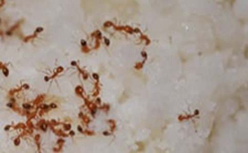 三年級(jí)科學(xué)《螞蟻》評(píng)課稿