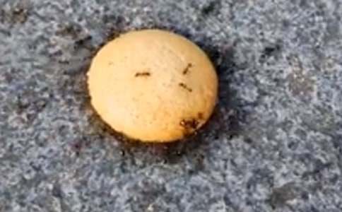 ССΛρ?zh��n)��?/></p>
<h2>ССΛρ?zh��n)��?</h2>
<p>������Һ�������һֻ���������õ�СΛρ���e����С������һ�Κv�U(xi��n)�����o��ҽ�Bһ�°ɡ�</p><p>�����ҵ�Λρ����ǳ���������ֻ��ǧǧ�f(w��n)�f(w��n)ֻΛρ��ССһ�T������һ�����_(k��i)ʼ���Ҿ�һֱ���ڸC�����](m��i)�г�ȥ�^(gu��)�����BƤ������Ҍ�(sh��)���ڼұﲻס�����Һ���֪���������������ô�ӵ�'������������������ε����ܣ��ɿ��Ǳ��l(w��i)ρ?zh��n)�������һ����ҹ���������ĵ��ߵ����T(m��n)�ԣ���Ҋ(ji��n)�](m��i)�������Ҿʹ��_(k��i)�T(m��n)��ȥ�������룺�K�����������������Ҳ���ǰ��������ʮ��������ǰ�ͳ��F(xi��n)��һֻʳρ�F����һ����ʳρ�F�sæ���Ⱦ��ܡ�����ǰ��������ʳρ�F�ں���׷��������ѽ��ѽ�����ⶼ��Ҫ�ù���������һ�ô��(sh��)��ͣ����(l��i)���ۿ���Ҫ׃��ʳρ�F�ıP(p��n)�в��������]�����۾������룺������������ȫ���ˡ�ͻȻ��һֻ�ְ��ұ�ס���ұ��_(k��i)�۾�һ����ԭ��(l��i)�ǰְ֣��ְց�(l��i)���������ص��ң�������(du��)���f(shu��)������������֪�����������������ɣ�������Ҫ֪������F(xi��n)��߀С����Ҫ���L(zh��ng)���˲��ܳ�ȥ����������������c(di��n)�c(di��n)�^�����亹߀���^��ֱð������(j��ng)�^(gu��)�@һ�κ�������Ҳ�](m��i)��͵�ܳ�ȥ�^(gu��)����</p><p>�����@�����ҵĽ�(j��ng)�v���ܴ̼�����</p><h2>ССΛρ?zh��n)��?</h2>
<p>����Λρ��һֱ������ӑ�������x(ch��ng)����������һ�N��ɫ��Λρ����ҧ�˺�����ҧ���ǂ�(g��)�ط���(hu��)�[��һ��(g��)�������һ�»�����ˮ�͕�(hu��)��ʹ����һ��żȻ�ęC(j��)��(hu��)��׌�Ҍ�(du��)����һ��(g��)�µ��J(r��n)�R(sh��)��</p><p>����һ���������҂��ׂ�(g��)��·������ˣ��ͻȻ��������һ��(g��)ʲô�|��ײ�����ҵ�'�_�����^һ����ԭ��(l��i)��ֻ�ך��x(ch��ng)���������_��������·�����أ���?y��n)隤�ֈA�ֻ�������ͣ����ԭ�����D(zhu��n)��</p><p>���������@�r(sh��)��һֻΛρ���ý�(j��ng)�^(gu��)����(d��ng)�������޴�ļך��x(ch��ng)����(du��)Λρ���ԣ��r(sh��)����ͣ����(l��i)��Ȼ������ך��x(ch��ng)���˺Î�Ȧ����ģ��������һ��(g��)��(d��ng)��W(xu��)�Ұl(f��)�F(xi��n)��������һ����Λρ���|��̽��̽���ך��x(ch��ng)�ƺ��ܵ������{�������D(zhu��n)��(d��ng)�ø����ˡ�СΛρ�o�oҧס�ך��x(ch��ng)��һֻ�_����ͣ��?c��i)[��(d��ng)���·����ن�ͬ���(l��i)��������СΛρ���_(k��i)�ך��x(ch��ng)���_����ȥҧ�ך��x(ch��ng)���۾����ך��x(ch��ng)�����������������^�m(x��)���D(zhu��n)����(l��i)��СΛρ���������棬�����D(zhu��n)���^(gu��)��һ��(hu��)�����ך��x(ch��ng)�D(zhu��n)����(d��ng)����СΛρ������������������������Ҫ�τ�(d��ng)�ך��x(ch��ng)����һ��(hu��)������(l��i)��һȺΛρ���ǁ�(l��i)����СΛρ��������ʹ�ŵ���Ѽך��x(ch��ng)����ȥ��</p><p>������ͻȻһ��(g��)�����^ӿ�����^������ľ���Ѽך��x(ch��ng)����·�����ך��x(ch��ng)����������</p><p>�����ҿ�������СС��Λρ��СС�����w�������s�^���Ǵ�����С�͟o(w��)�ܣ�������������������Ҳ�������F(tu��n)�Y(ji��)���������Λρ���@�N�������҂��Ͳ���(hu��)�й����Ƶ��y�P(gu��n)��</p><h2>ССΛρ?zh��n)��?</h2>
<p>������Ȼ��Ė|�������˵�������ϲ��(��i)�ġ���Ҳϲ�g��Ȼ��Ė|�����������Һ�����?n��i)ڞ���һ�w��</p><p>�����N�����_(t��i)�ϵķ����������ҵ�ע�����ܶ�ֻСΛρ����������(l��i)����(l��i)�L�@�Á�(l��i)ȫ���M(f��i)�����������ʳ��</p><p>�����ҵ�Ŀ���һȺ�����T(m��n)��܊��������������������ж�ʮ����(g��)����һ��(g��)�o����һ��(g��)�ڱ����¿��ء�һ����r�����R�ψ�(b��o)�����I(l��ng)���R�ϳ��x��ֻҊ(ji��n)һ��(g��)��(g��)�����T(m��n)��܊����?n��i)���؞ע�ض�����r��������Ę���þo�o�����](m��i)��һ�z��и�������[��'ꇄ�(sh��)����һ��`�ŵĻ����������O����һֻΛρ���h(yu��n)̎�w��(l��i)�����p���������^(gu��)���w��������ʳ�����(du��)�����ܳ���һֻ���^��С�ģ��Bæ��ȥӭ���h(yu��n)�w�����ҷ·�Ҳ����������һ�T���ҟ��еغ��������к�:����ã�����ゃ���ゃ���������۾������ڸ��V��Ҫ��߾��������������H��(��i)�ĵܵ����ã��ゃ���b��һ����СԊ(sh��)�������Ҽ����ゃ�������M(j��n)�������Lһ��������ʳ���ҷ·��������B(ni��o)�Z(y��)����ľ������������I(l��ng)��ָ��(d��o)�£�ÿ��(g��)܊ʿ��̧��ʳ�����M�d���w���@�r(sh��)�����������������һ��(g��)�˼����o�ְ�ȫ�ĵط�������(l��i)����������</p><p>�����Ґ�(��i)�@СС��Λρ������(��i)�@����Ȼ�е�С���`����</p><h2>ССΛρ?zh��n)��?</h2>
<p>������æµС�������������־������������������֟���������һ���@��ʲô��(d��ng)�����������ゃ�µ��ˆ᣿�@����СΛρ��Λρ�����l��(x��)��(x��)��С������ֻ�`�����|����������Ѹ�ٵ��ҵ��óԵĖ|�����������w ߀ �ֳ�����(g��)�������^���ء�����</p><p>����Λρ�䌍(sh��)�����ױ��҂��ҵ���ֻҪ�ڵ��Ϸ�һЩ�óԵĖ|���������(hu��)��ʳ�����ζ�s��(l��i)�������҄��������������ʮ�����һֻ����͸����.СΛρ�ͼ���ææ���s��(l��i)������(d��ng)����Ҋ(ji��n)��r(sh��)�����ֲ� (t��ng)��?f��)u��(d��ng)���|�ǣ��ҷ·� (t��ng)Ҋ(ji��n)�����f(shu��)���������ô��������ѽ�����㿴�����d�^�O�ˣ����ܵ���߅����ǰ���ֻ�|�������������������������Ę�����������y�z����(d��ng)�������������ܵ���߅���������߀��һ��(d��ng)Ҳ����(d��ng)����������һ���ǆʚ�O�ˡ��@������ֻ�@�������һȦ��������</p><p>�����ұ��Ԟ�Λρ�ѽ�(j��ng)�ŗ������Y(ji��)���^(gu��)���˶�ʮ�����ʮ��ֻСΛρ�R�^���M(j��n)�����˰����ԭ��(l��i)������ֻСΛρ���Ƿŗ���������ȥ��֧Ԯ�ľȱ��������R�ąf(xi��)�����K�ڰѴ�����\(y��n)���˼���</p><p>��������ԭ��(l��i)Λρ��(g��)�^�mС�����¿ɲ�Сѽ��</p><h2>ССΛρ?zh��n)��?</h2>
<p>�������˳�һ�����磬����С�^(q��)��ɢ�����l(f��)�F(xi��n)һ�Ø�(sh��)����һЩΛρ���ڰ�ҡ�������ٿ�ȫ��(sh��)���f(shu��)Λρ�������������뿴��Λρ�����ж������������ҏļ������˃ɏ���������һ��(g��)���ĈAȦ��Ȼ��Ѽ��lճ�ژ�(sh��)�����](m��i)�뵽Λρ��?n��i)�����������^(gu��)ȥ�������@��ʧ�������´�һ��Ҫ�ɹ������Ұ��Q����</p><p>����ͻȻ�����X�����W�F(xi��n)��һ��(g��)�|�����zˮ�������ӏ��wһ����ٶ��ܻؼ��������zˮ�������ܡ����ܵ���(sh��)�������zˮƿ?j��)Ɍ��w�Ӷ����_(k��i)���ٰ��w�ӷ��M(j��n)�ڴ�����С�������İ��zˮ���(sh��)�ϔD���ö��������룺Λρ�����ゃ���^(gu��)��ȥ�������r(sh��)��߀�l(f��)�������.Ц����ɫ����Щ�����c(di��n)����Ҋ(ji��n)����?c��)���ʲô��ֻ�ܿ��?ji��n)������ȥ���ρ�(l��i)��һ���zˮ߅��ͣ����(l��i)���������ǻ������S�S��ԇ�������@��һ���ɹ������@�r(sh��)���������һؼҳ�����Ҵ�(y��ng)��һ������߀�뿴���Y(ji��)�������^(gu��)�����������������@ô���ֿ���Ҋ(ji��n)�������ٿ�Ҳ���t��</p><p>�����ڶ������ҁ�(l��i)����(sh��)߅���һ�@��Λρ���߹��ˣ�������������ô���^(gu��)���������м�(x��)һ����ԭ��(l��i)Λρһ���zˮ��߅��ͣ�������������ɳ������(sh��)Ƭ���zˮȫ��ɳ�Ӻ͘�(sh��)Ƭճ�M����Λρ������ѽ��</p><p>����ͨ�^(gu��)�@�ɴΌ�(sh��)�(y��n)���Ұl(f��)�F(xi��n)ССΛρ����С������?y��n)��k���������y����</p><h2>ССΛρ?zh��n)��?</h2>
<p>�����������һֻΛρ���ҕ�(hu��)ȥ�Ҍ����ҵ������������Еr(sh��)��Ҳ��(hu��)����һ�c(di��n)�Ğ�(z��i)�y��</p><p>�����҂���(hu��)�ȴ��^(gu��)�������������ן��ɳĮ������(hu��)����ϲ�R����ɽ����������ҫ�Լ��ж����������˲��𡣲��^(gu��)һ��(g��)��С�����ɕ�(hu��)�����(l��i)�Ե��ģ��ҿ����˱��_б��������ȥ��(hu��)�X(ju��)������ģ��Ҍ�(sh��)����һ��(g��)�Դ��Λρ����Щ���f(shu��)��Λρ��(ji��n)ֱ���Ǿ���֮�������ǣ��҂������������҂��X(ju��)���҂����������κ���߀����������������׌�����ϵ���֪���҂��o(w��)��������������̤���T(m��n)����(zh��n)��ȥ�h(hu��n)�����硭��</p><p>����̫�(y��ng)߀�](m��i)�����Ҹ��ҵ�ͬ��һ����l(f��)��ֻҪ���ϡ���(d��)���ɡ���܇(ch��)���҂��Ϳ��Զ�ܲ����┳��.����������Ҳ�в��ҵ�����ͻȻ��һֻ���x(ch��ng)���^(gu��)����(d��)����˾�C(j��)��(d��ng)��(ch��ng)��������һ�����Y(ji��)�����A�����҂����d������·߅��Ұ��܇(ch��)��������������(l��i)��һ���ӰԺ���҂����뿴�����������������c(di��n)�������҂���������������˷������y�P(gu��n)��������˼ӿ�ˎ���ܿ�͌�(sh��)�F(xi��n)��(m��ng)����</p><p>������(d��ng)Λρ������(ji��n)�Σ�����ϘO�����Oһ��������ֻҪ�҂���Ŭ����һ������������</p><h2>ССΛρ?zh��n)��?</h2>
<p>����ĳ����һ��(g��)�˟o(w��)�ĵ�վ���(y��ng)�_(t��i)��������������L(f��ng)����ټ������磬��ô��ů���s����ô�n��</p><p>����������һֻСС��Λρ���M(j��n)���ҵ�ҕҰ����һ���������������D�y��ÿһ��������ô�ĳ��������Ǳ��ϵ��^(gu��)����ʳ�����q��һ��(g��)���İ������ƺ���Ҫ�������ô����^(gu��)���(l��i)���������s���f��ô�����������u�u����ʧ���ҵ�ҕҰ����</p><p>�������������кܶ�����Λρһ�����������^(gu��)�ŗ�����ʹ���ٴ�����y��ҲҪ�����^����ȥ��</p><p>������ĸ��һֻΛρ�������ڌW(xu��)��(x��)�ϵČҌ�ʧ�����ؼҺ���ꇳ�Ĭ��Ҳδ���f(shu��)�^(gu��)Ҫ�ŗ���ֻ��ÿÿ�f(shu��)ͬ�ӵ�һ��Ԓ�����҂�����������һ����(hu��)�ɹ��������͡�������Q��(l��i)���Ǻ��ӵĲ����⣬��������ˤ�T(m��n)��ȥ�ı�Ӱ���s߀��һ�������Ц��������������һ����(hu��)�г�Ϣ�ġ�</p><p>����Λρ�o��������Ǔ����(y��ng)��Ĝ�ů��</p><p>�����r(n��ng)��Ҳ��һֻΛρ�����챼����Λρ���ҵĴ��̷���һ���r(n��ng)����С�r(sh��)����Щ�X(ju��)�����ܸC�����������L(zh��ng)����֪���������I(y��)��ʲô߀Ҫ������������(j��ng)���^(gu��)�����@ôΣ�U(xi��n)�ļܘ�������߀�Ǆe���˰ɡ������S���Ǵ����`Ц�ش����ң����mȻΣ�U(xi��n)�������ҺܝM�㡱������Ҳ�����f(shu��)�^(gu��)�ŗ�����Щ���еĸߘǴ�B����Ҳ����ЩĬĬ�o(w��)���˵Ąڄ�(d��ng)�ɹ�ô?</p><p>����Λρ��ĺ�С��С������������ĺܴ�ܴ�</p><p>����Λρ�o�����������ͬ�՚����o(w��)���|�����s�ֲ���ʧȥ��</p><p>����Λρ�o���������(y��ng)ԓ�Ǹ������˼����</p><h2>ССΛρ?zh��n)��?</h2>
<p>�����Ҽ��T(m��n)ǰ��һ�Ø�(sh��)���иCСΛρ��СΛρ��������ɫ���·����^����L(zh��ng)���ɂ�(g��)�`�����|������һ�pСС�ĺ��۾��������ĵ����Ӿ����҂���(sh��)�ϵĴ�ð̖(h��o)��</p><p>������һ�죬���ڼ��T(m��n)�ڳ���������С�ĵ��ˎ��w����������������µ���������ȥ�������Ў�ֻСΛρ�������������^(gu��)��(l��i) ����������������������ϵ��C��ȥ��ֻҊ(ji��n)����������΢�Ƅ�(d��ng)��һ���������ͷ�����������Λρ�C��ȥ�������������������С��邃��(l��i)��æ�����@�r(sh��)���Ҿ��o�o��עҕ��Λρ�C������һ��(hu��)��һȺСΛρ�����(du��)�鳯�������߁�(l��i)�����ܿ���������?ch��)����M����ڵ�һȦΛρ�������Ƶ��ƣ�������������`�������������R�ĺ�����ʹ�������F(tu��n)�F(tu��n)�D(zhu��n)����������Λρ�C�����Ƅ�(d��ng)���](m��i)����ѵ��˸C�������ɸC��̫С������?c��)�ô����������Ҳ�M(j��n)��ȥ��������ʹ���^�m(x��)�^������գ�۵Ĺ����������������M��СΛρ������������ҧ��(l��i)ҧȥ��һ��(hu��)�������E���F(xi��n)�����������������@ȺСС��Λρҧ���˔�(sh��)С�K��Ȼ��һ�Kһ�K�ؿ��M(j��n)�C��ȥ�����ҿ��˷ǳ��@Ӡ���@СС��Λρ��Ȼ��(hu��)�@ô�F(tu��n)�Y(ji��)�����@��������</p><h2>ССΛρ?zh��n)��?</h2>
<p>���������pΛρ����?y��n)����ڄژ�?sh��)������?y��n)������(c��)�Σ�y��ǰ���������F(tu��n)�Y(ji��)�ѐ�(��i)��</p><p>������һ�Σ����ڻ��@��l(f��)���r(sh��)�l(f��)�F(xi��n)�Ў�ֻСΛρ�ڼt�u�Ŀp϶�дҴҵ���������һ�r(sh��)���Դ�l(f��)����ˮ��߅�ü������˰뱭ˮ��Ȼ�����ߵ���ЩСΛρ����߅������ָմ��һ�΃ɵε�ˮ����һֻСΛρ������ˮ��Ѹ�ٌ�СΛρ����ס�����^(gu��)�ܿ���СΛρ�������Ó�U(xi��n)���ˡ�������һСȺΛρ�О���һ��ˮ��ˮ���̔��_(k��i)��Λρ��ҲѸ�١����ߡ����������һ���X������һ�A�����е�ˮ��ȫ�������@ЩСΛρ�����ϣ�ΛρȺ���̱��͛](m��i)�ڴ�ˮ��������?c��)ڴ�ˮ�Пo(w��)���߄�(d��ng)���粽�y�ơ������@���֮��(z��i)�ĕr(sh��)�������������ŏ������Ǉ���һ�F(tu��n)���^��ƴ������������_�����ҽo���������`����</p><p>����Ó�xΣ�U(xi��n)֮���������^�m(x��)�����L(zh��ng)�(du��)�Ҵҵ���ǰ��������������ķ����h(yu��n)����ԭ��(l��i)���ڲ��h(yu��n)̎���_(t��i)�A��ɢ�����������������������̷������������������������ܿ죬��������ʧ�ڶ����С���һ��(hu��)���������ֳ���(l��i)����ʳ�������@�r(sh��)�����`�C(j��)һ��(d��ng)������һ�Kɷ����x�����^�h(yu��n)�ĵط���СΛρ��C(j��)�`����֪��������ʲôһ���ӾͰl(f��)�F(xi��n)���ǉKɣ����������^(gu��)ȥ�������˂����f(shu��)��һ��Ԓ���������R��̩ɽ�ơ���СΛρһ����ɻص�������</p><p>����СС��Λρ��Ȼ���ǘӵĈ�(ji��n)��(qi��ng)���ǘӵĈF(tu��n)�Y(ji��)!�ұ�СΛρ���Є�(d��ng)��!СС��Λρ�����@�N��(ji��n)�ֲ�и���F(tu��n)�Y(ji��)�����ľ������Λr�҂�?n��i)��?׌�҂�ӛס�������Ԓ�������(l��i)��һ�й��������ֵ��ȥ��������Ҫ���ú����͑�(y��ng)ԓȫ��؞ע��</p><h2>ССΛρ?zh��n)��?0</h2>
<p>���������R��̩ɽ����һֻֻСС��Λρ�e����������(l��i)΢��������������s����һ�N�F(tu��n)�Y(ji��)�ľ�����Ԓ�f(shu��)�ĺã�������ʰ����������</p><p>���������������ұ�����(sh��)������һ��(g��)�����￴��Λρ��(l��i)���Ҍ�ԭ�Ȏ���(l��i)�Ķ��v��һС��(ji��)�غ�һС�K�ǹ��p�p�ķ��ڵ��ϡ��o�o�ĵȴ��l(f��)����һ����^(gu��)ȥ������ЩΛρֻ��Լ����߁�(l��i)��ȥ��ͻȻ��Ҋ(ji��n)һֻΛρ���|�Ǻ��۾�������ʳ���������룻���ѽ����ѽ�����������߀�����o(w��)���µ�'�������r(sh��)�gһ��һ�ֵ��^(gu��)ȥ�����ҿ�Ҫ�^���ĕr(sh��)������һֻΛρ��ʳ��������(l��i)��ȥ��������ԇ̽��(sh��)���Л](m��i)�ж���Λρ�鿴�^(gu��)����ͬ����к����ゃ���(l��i)��æѽ���@߅��ʳ����қ](m��i)�ж�����Щͬ�邃 (t��ng)�����������^(gu��)��(l��i)��һֻСΛρվ����߅���·��ڞ顰Λρ��ʿ���T(m��n)�����Ⱥ����K�ڣ�����?c��)ڲ�иŬ��������ʳ����M(j��n)�˶�����</p><p>�������ǽ���(l��i)���¸������@����ͻȻ�����v܇(ch��)�w�Y���^(gu��)��ֻҊ(ji��n)Λρ���Ǳ��ȵ�ˮ���������ֻҊ(ji��n)Λρ������һ�F(tu��n)������ľϹ����·��ڰ����@��(g��)�y�ߡ������@��Ҹ����������Ά�ֻ���҂�?n��i)������А?��i)����Ѫ������Λρ����ͬ�ӵ�Ʒ���������F(tu��n)�Y(ji��)������׌�҂�׃����С�ˡ�</p><h2>ССΛρ?zh��n)��?1</h2>
<p>������Ҷ�֪����Λρ�Ǻ���С�ģ���Λρ�s�кܴ�ĈF(tu��n)�Y(ji��)����</p><p>����С�r(sh��)������Ժ�п�Ҋ(ji��n)��һֻСΛρ���ҾͰ�һ���������Λρǰ����Λρ�����������̏Ĵ��^�ʚ�׃����ϲ����</p><p>����СΛρ��ͣ��������������������������س��������ǟo(w��)ՓСΛρ��ô������ô��������߀�Ǽy�z����(d��ng)��</p><p>�����@�r(sh��)����߀�Ԟ�СΛρ�͕�(hu��)�@ô�ŗ�����������(sh��)���������ȫ��һ�ӣ�СΛρ��(d��ng)�˄�(d��ng)�|����Ȼ�����������߁�(l��i)��ȥ����������Ҫ���Z�����Ƶ���Ȼ��СΛρ�ͱ��o(h��)�������������ڵȴ���֧Ԯ�ĵ���(l��i)��</p><p>������һ��(hu��)����һֻ�����Λρ܊�(du��)��(l��i)���������д����С�ġ���(qi��ng)�ѵ�����С�����ߵ������ġ���܊�(du��)ǰ����һֻ�؄e������؄e�ߵ�Λρ����������(y��ng)ԓ���@��(g��)܊�(du��)��`܊�ٰɣ�</p><p>����܊�(du��)��(l��i)������ǰ������܊�ٵ�һ�������܊�(du��)�����̇��@���@��(g��)����Ȼ�����������߅��</p><p>����Λρ�������ź����(du��)������(qi��ng)�ѡ��ߵ������ؓ(f��)؟(z��)������̧��С��������������ؓ(f��)؟(z��)�ں����ƺ���ǰ����������һֻ���������õ�СΛρҲ����ʾ����Ҳ�ں�����������ǰ��������</p><p>�����K������Λρ�F(tu��n)�(du��)��Ŭ������һ��(g��)�����K�ڻص���Λρ������</p><p>����СΛρ�����Լ�СС���������������@�w������</p><h2>ССΛρ?zh��n)��?2</h2>
<p>������ǰΛρ��СС����(g��)�^�ǳ�С���e�Ą�(d��ng)�ﶼ��ؓ(f��)������?y��n)�����һֻСС��Λρ��̫�����������������s��Λρ�������ĿƌW(xu��)����������(j��ng)�l(f��)���^(gu��)��Λρ��݆������Λρ��܇(ch��)������Λρ�w��������������_(k��i)ʼ��ĥ���µİl(f��)��������?y��n)�����׌Λρ�(zh��n)��þ޴�o(w��)�������^(gu��)���(sh��)���_�^(gu��)�ƶ����������H���Ԃ�(g��)�^��������Ҳ��(hu��)�����@���������ܳԵ����ࡢ����ζ��ʳ���������H�H�ǳ���ǰ�Ě���ʣ��ˡ�</p><p>����Λρ��СС���Č�(sh��)�(y��n)����������ͨ����ֻ (t��ng)���顱��һ����ˎˮ�l(f��)������(l��i)����Λρ��СС��׃�þ޴�o(w��)����һ���Ӱь�(sh��)�(y��n)�ғ�������������ɭ���������еğ��(d��ng)���������_���@�ñ�Λρ߀С���@�¿ɰѴ���@������Ҳ��������Λρ��СС�����˄�(d��ng)���İ����������Ҳ����С��������׃��ġ�СС������С�B(ni��o)��C������������\(y��n)��߀������С�Ą�(d��ng)����ʳ������Ҷ��ǳ����x����</p><p>����æµ��һ���^(gu��)ȥ������СС�������˟o(w��)��(sh��)��'С��(d��ng)�����������ۉ��ˣ����Ķ��ӹ�����������������(l��i)�ˣ��@ô��Ă�(g��)�^Ҫ�Ե�����ʳ����ܳ������СС����׃��ԭ��(l��i)���Լ������������ˡ�߀ԭ��ˎˮ��һ��׃����ԭ��(l��i)��ģ��������(l��i)���İl(f��)��ˎˮ߀��Ҫ���M(j��n)�������Č�(sh��)�(y��n)߀���M(j��n)��������</p><h2>ССΛρ?zh��n)��?3</h2>
<p>����������ٵ�һ��(g��)�������Ұl(f��)�F(xi��n)���@��һ��(g��)С���£�</p><p>������(d��ng)�Ҍ�(xi��)�����I(y��)�������(y��ng)�_(t��i)�������������Ҋ(ji��n)��ɫ�Ұ�����صȕ�(hu��)���϶���Ҫ�����ˡ����������拌�����·��r(sh��)����Ȼ������һȺСΛρ�������~�����R�Ĳ���������̖(h��o)����һ�_һ�_����ǰ�ߡ��ұ���(l��i)��ӑ���@С�|�������w�ں����ģ�СС����ʲô���](m��i)�ã����������^���R�Ϸ�����������ǟo(w��)�����£����ڶ��@�ļһﰡ���뵽�@���Ҿ������ϰѳ������ݺݵ�`����ȥ��ԭ�����o���R���(du��)��һ���Ӿͱ��Ҵ�y����С�|�����y��һ�F(tu��n)���摪(y��ng)�ˡ�����ϵ�Λρ�F(tu��n)�F(tu��n)�D(zhu��n)���@��Ԓѽ�����Ԟ������ʹ��T��������(sh��)�s�����ҵ����ϡ���һ��(hu��)�������������������(du��)����ǰ�M(j��n)�l(f��)����������һ���ǘ�����С�|����һ��(hu��)�����������(du��)�������@������(l��)�˲�ƣ����</p><p>���������@�����@ȺС�|�������@ô�����������ǰ�ҵ��J(r��n)����@�ӱ��Լ����������Ʒ��ˣ��@��һȺ�������۵�Λρ��������������������������������ͬ�邃�ĈF(tu��n)�Y(ji��)�������Ҿ���������ͬ�r(sh��)��Ҳ���S�M�����Ғ����Ԇ�(w��n)���Լ��Л](m��i)�г���(ji��n)�ְ�һ�����������Լ��Л](m��i)�к�ͬ�W(xu��)���F(tu��n)�Y(ji��)�ѐ�(��i)�ľ������۲��ࡱ���@�뵽�@������ס������߅ֻ���@ôһ��Ԓ��һ�������۵Ô���һ���ꂀ(g��)����������������ҵ��X�����</p><h2>ССΛρ?zh��n)��?4</h2>
<p>�������҂����@��(g��)���f��Һ�����ǰ�� (t��ng)�f(shu��)�^(gu��)Λρ����o(w��)�F���ܰѱ��Լ����w��һ�ٱ���һǧ���Ė|���e����(l��i)�����������ڄژ㌍(sh��)������?y��n)������(c��)�Σ�y��ǰ�������Ҳ��Ǻ���������?y��n)��о�Ԓ�f(shu��)�úã��� (t��ng)��̓����Ҋ(ji��n)�錍(sh��)�����ǣ��қQ����Ҫ�H�ۿ���Λρ�ı��I(l��ng)��</p><p>�������ڼ����ҁ�(l��i)һ�w�ǹ����������Ҽҵ�ƺ��Λρ��ǰ�����](m��i)�^(gu��)���������һֻСΛρ�ĳ�Ѩ��̽���^��(l��i)�����룺����ԓ��Λρ�Ăɲ��������(zhu��n)�T(m��n)����(l��i)��ʳ��ġ��������������l(f��)�F(xi��n)����](m��i)��Σ�U(xi��n)���ְ��^���˻س�Ѩ�����룺����ԓ�ǻؼҰ�ȱ�ȥ�ˣ����ֵ�������һ��(hu��)�����ô�һȺΛρ�ĳ�Ѩ�����(l��i)���������Դ�һ��(g��)λ����λ���Һ����������քe���Լ���.�|�Ǹ��Vǰ���Λρ��Ȼ��ǰ���Λρ�ָ��V�I(l��ng)�^������I(l��ng)�^���һ��������һ���������������������@��Λρ���ǹ�̧���˼���</p><p>����ӛ����һ�Σ��Ў�ֻСΛρ�ڏN����ˮ����ϴҴҵ���������һ�r(sh��)�������ܵ�ˮ��߅���_(k��i)ˮ���^��һֻ�����е��˴�뱭�ԁ�(l��i)ˮ��Ȼ�����ߵ���һЩСΛρ����߅��������һ��(c��)�����е�ˮ��ȫ�������@һЩСΛρ���������@ˮ����A�����һ�ӵ�����ȥ���@һЩСΛρ���̱��\���ڴ�ˮ����Ȼ�������ͱ�������̛](m��i)������ЩСΛρ�ڴ��Пo(w��)���߄�(d��ng)���粽�y�ơ������@���֮��(z��i)�ĕr(sh��)�������������ŏ������Ǉ���һ�F(tu��n)���^��ƴ�������K�ڽo�����_�����ҽo����?c��)O(sh��)Ӌ(j��)����Ĵ���</p><p>�������죬���H��Ҋ(ji��n)�R(sh��)����Λρ������o(w��)�F��߀Ҋ(ji��n)�R(sh��)����Λρ�������ڄ����㌍(sh��)��СС��Λρ��Ȼ���ǘӈF(tu��n)�Y(ji��)��</p><h2>ССΛρ?zh��n)��?5</h2>
<p>����ͬ�W(xu��)������(hu��)��һЩ���ġ��y�����d�^���°ɣ���׌�ҽo����v�vһ�����ҸЄ�(d��ng)������</p><p>������һ��Ԫ��Ҫ��ԇ����ͬ�W(xu��)�����������־o�����ּ���(d��ng)���ڿ�ԇ��ǰһ�죬�Һ͸��������S���Y�������һ��Ԫ�Ĝy(c��)ԇ����(zh��n)�䡣�҂���(l��i)����(sh��)�������_(k��i)��(sh��)�W(xu��)��(sh��)��һЩ��(f��)��(x��)�Y�ϣ��������S���P(gu��n)�ڷ�?j��n)?sh��)��С��(sh��)���A���J(r��n)�R(sh��)�@Щ�������ҵ����P(gu��n)�ڷ�?j��n)?sh��)�˷���֪�R(sh��)���м�(x��)��x���������@ô�f(shu��)�ģ�����?j��n)?sh��)���ɷ�������ĸ�M�ɵ�����?j��n)?sh��)�˷����÷����c���ӳ˵ķe����������ĸ�c��ĸ��˵ķe����ĸ���õ��ĽY(ji��)���ټs�֡�����Ŷ��ԭ��(l��i)��������Ҳ���������ٝ�@����</p><p>�������������ֽ����ζ�ؿ�������(l��i)������?j��n)?sh��)������(sh��)���÷�?j��n)?sh��)�ķ����c����(sh��)��˵ķe����������ĸ��׃���Y(ji��)������</p><p>����ͻȻ���ұ�ʲô�|��������ҕ�����@����ô�@ô��С���c(di��n)��ԭ��(l��i)��һȺСΛρ����(sh��)�����ʳ���ˣ����Ǖ�(sh��)��������ʳ���������ֺ���ؿ����@ȺΛρ��ֻҊ(ji��n)��������س���һ����(sh��)��ȥ�������������@���ڸ����һֻΛρ���L(f��ng)�C�C��������ǰ���������w�������Щ�����'ΛρҪ��Щ���ڶ�ֻΛρ���������|���|������һֻΛρ��Ȼ�����ڶ�ֻΛρ��ǰ��ȥԇ̽��һ��������ȫ��Λρ���^(gu��)��(l��i)�ˡ����������˕�(sh��)�ĵ������Ƅ�(d��ng)�˕�(sh��)����ԭ��(l��i)������������Լ���ͬ��ѽ���@ֻСС��Λρ��һ���@ô��ĕ�(sh��)��ס�������K�ġ���</p><p>�����ұ��@ЩСΛρ�Є�(d��ng)�ˣ�����?y��u)��˾��Լ��Ļ����ð�U(xi��n)��(l��i)���˕�(sh��)��������¸ҵ�����̝�����������x�����ܑ�(zh��n)�����y���@����Ҋ(ji��n)����Λρ?zh��n)���������¡?/p><div   id=