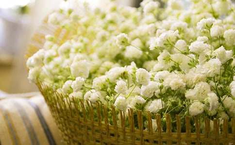 送你滿天星光作文13篇(推薦)