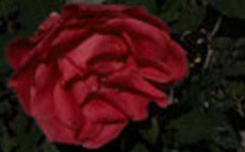 《小鹿的玫瑰花》評(píng)課稿