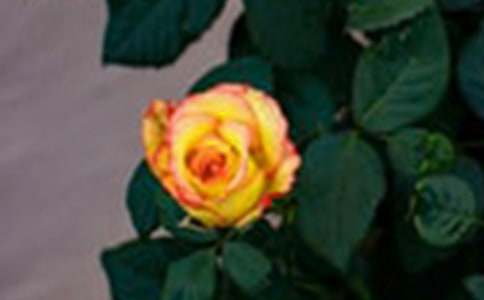 ʮһ��õ�����ʲô��˼