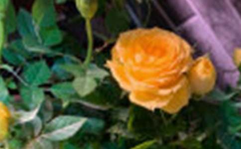 19朵紅玫瑰代表什么含義