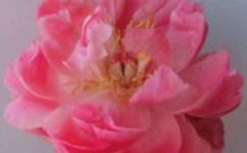 關(guān)于19朵黃玫瑰代表什么含義-玫瑰花大全