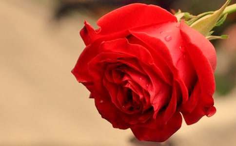 經(jīng)典小鹿的玫瑰花評(píng)課稿