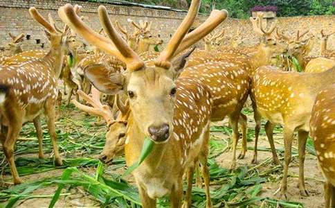 ÷��¹��ҳ�����