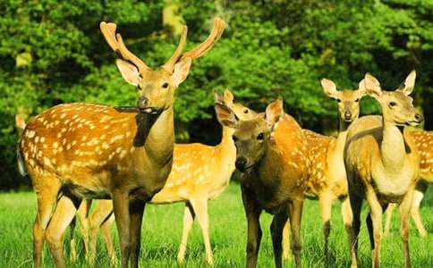 һֻ÷��¹�̌W���