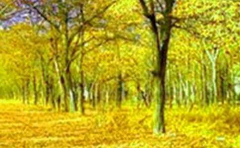 小區(qū)的美景作文