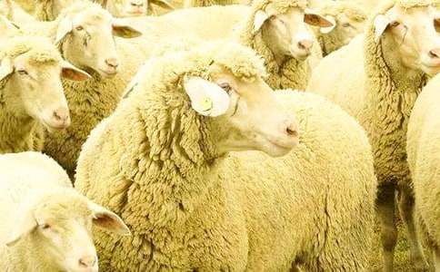 大灰狼與小綿羊讀后感