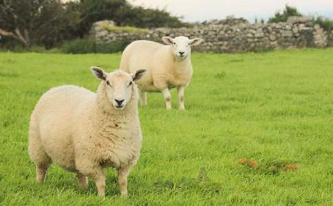 小班美術(shù)繪畫(huà)教案《毛茸茸的綿羊》反思