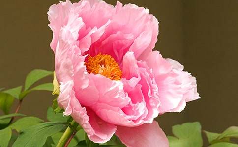 洛陽(yáng)牡丹作文