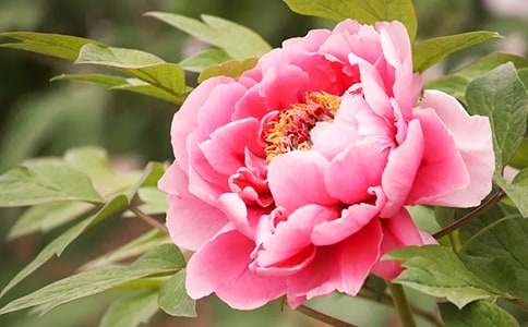 ĵ����������