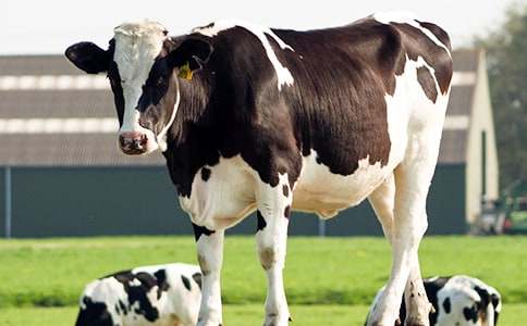 ����������ţ�������OӋ�����𰸣�