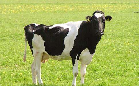 ��ţ������