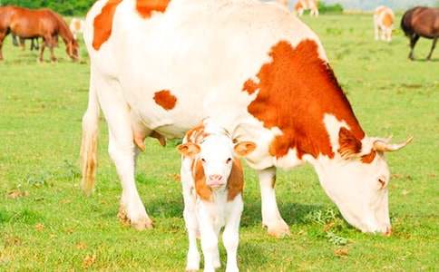 ��ţ���������