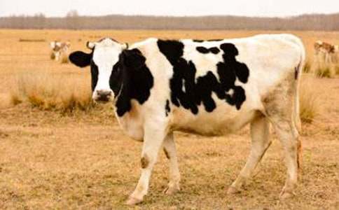 ���^��ţ��(ch��ng)-��(xi��)������