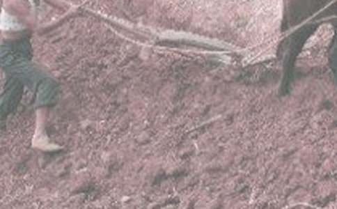 懷念那些農(nóng)活散文