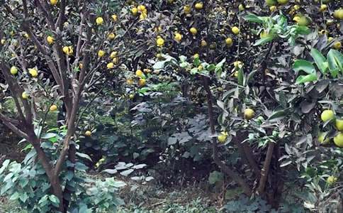 農(nóng)家樂作文