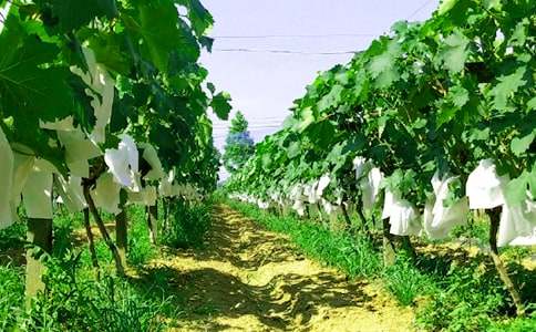 ��W���r�Ҙ��Ļ�Ӳ߄���