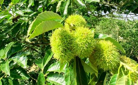 ���r�Ҙ�����