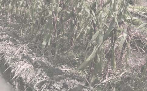 農(nóng)作物種子預(yù)約生產(chǎn)合同通用版