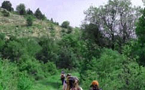 《那片綠綠的爬山虎》讀后感