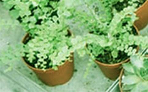 ����Ҭ�Ә��Bֳ����