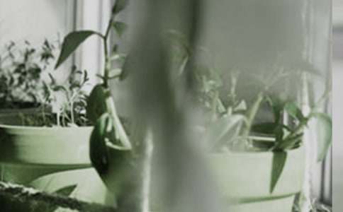 美化家居環(huán)境要選擇合適的盆栽