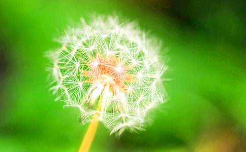 (優(yōu))蒲公英作文