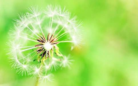蒲公英的夢作文